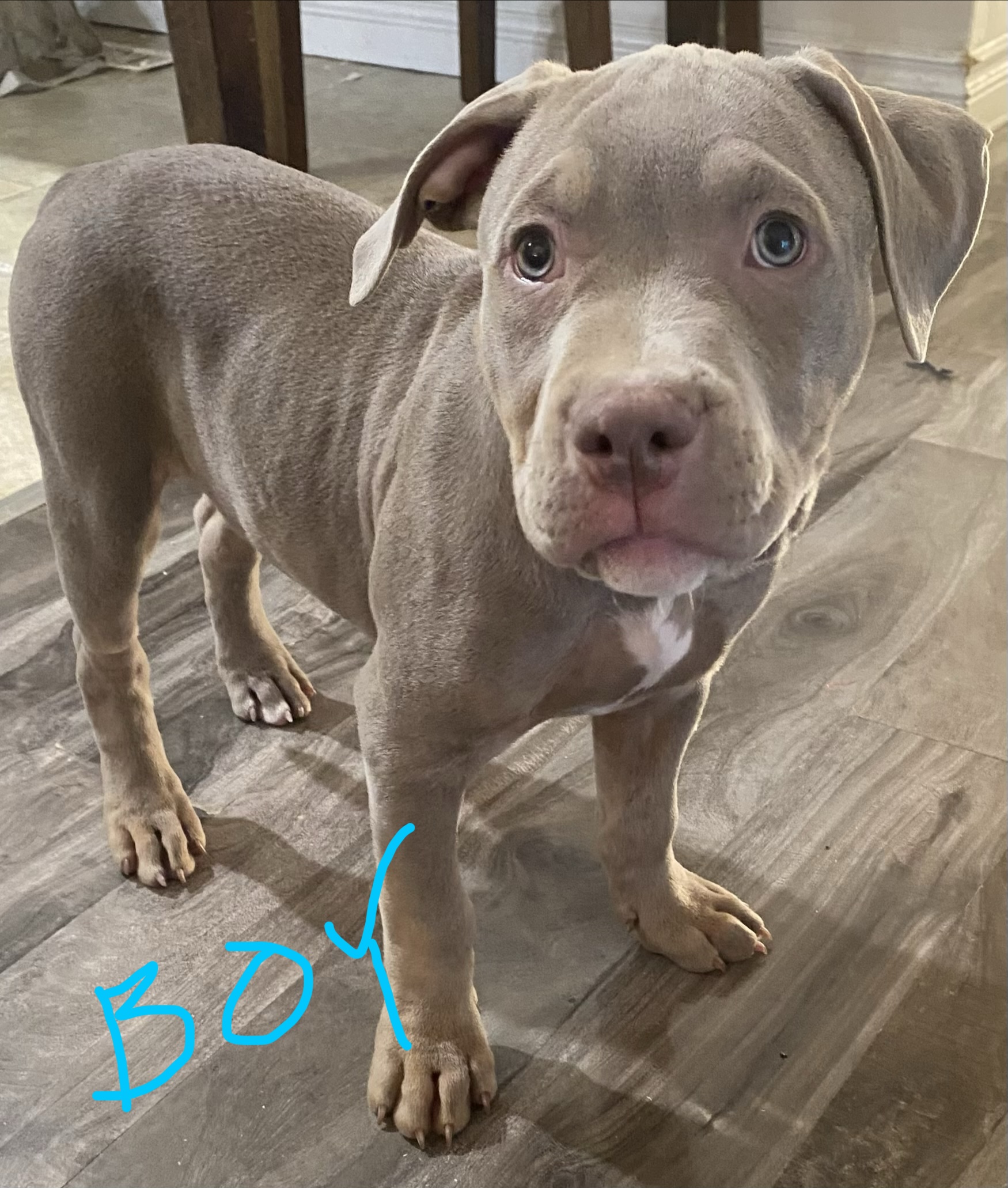 Photo of ***CLASSIC AMERICAN BULLIES***