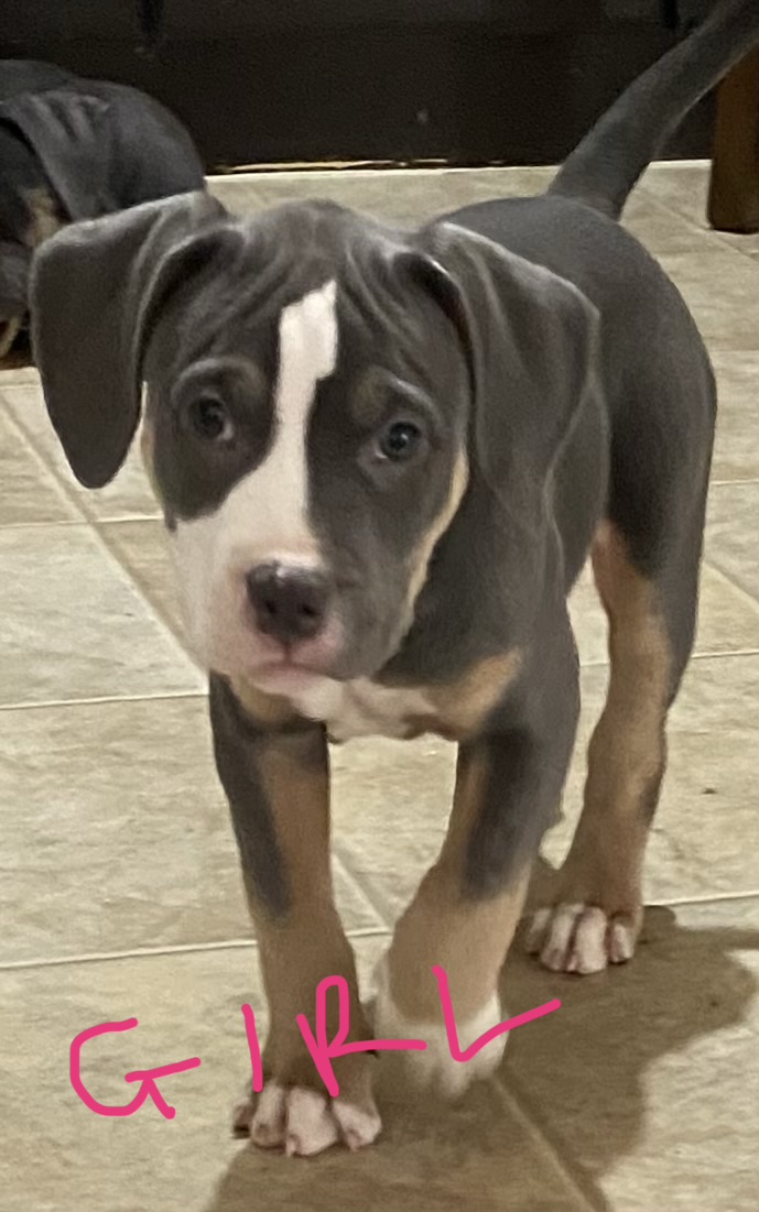 ***CLASSIC AMERICAN BULLIES*** - 4 - 1766359434188_FullSizeRender