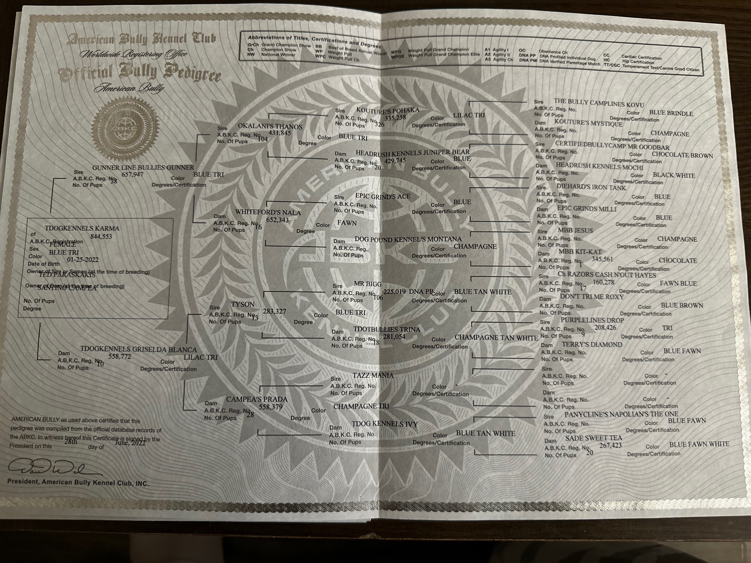 ***CLASSIC AMERICAN BULLIES*** - 5 - 1766359475639_IMG_0029