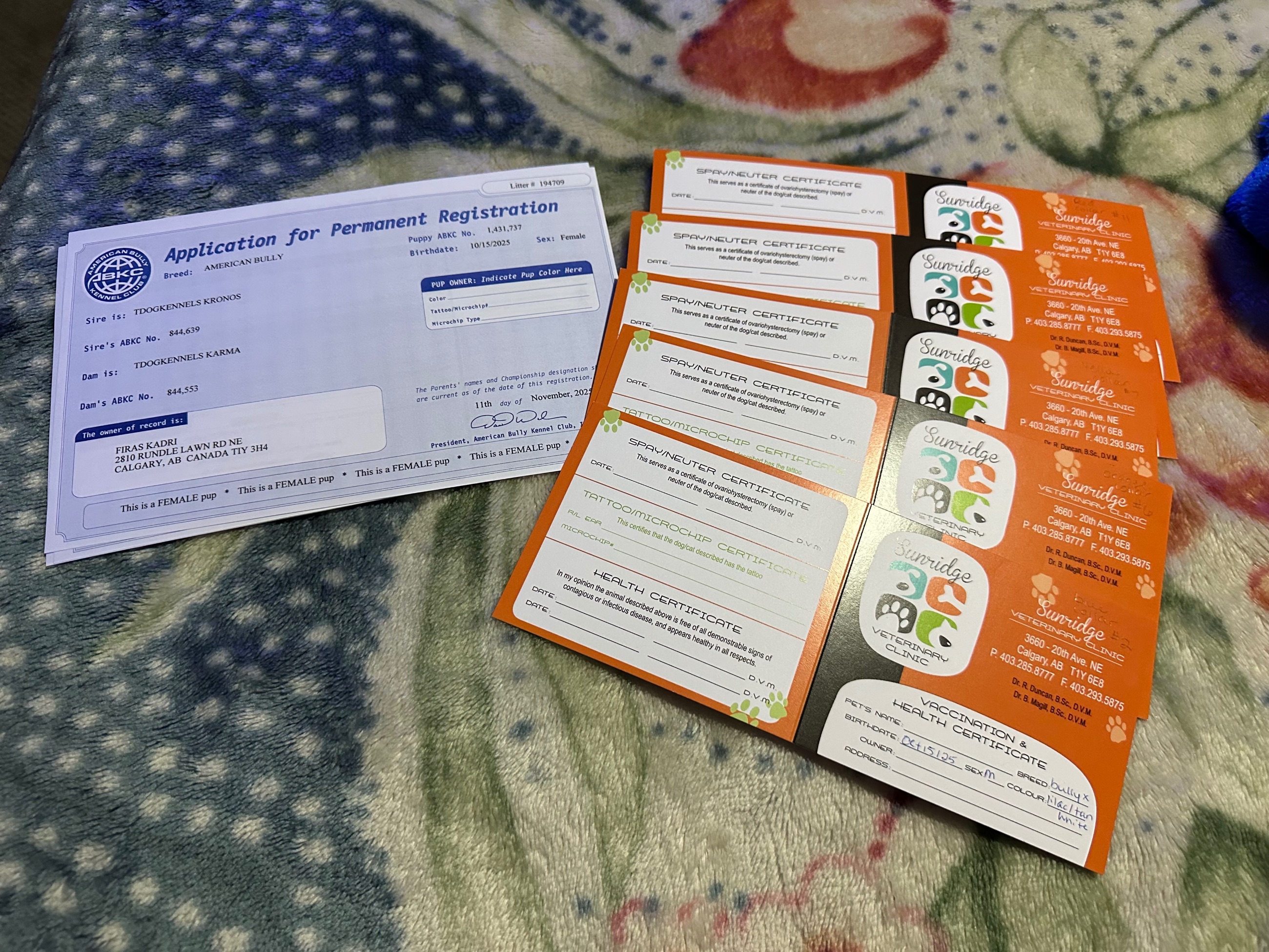 ***CLASSIC AMERICAN BULLIES*** - 7 - 1766359623037_IMG_0365