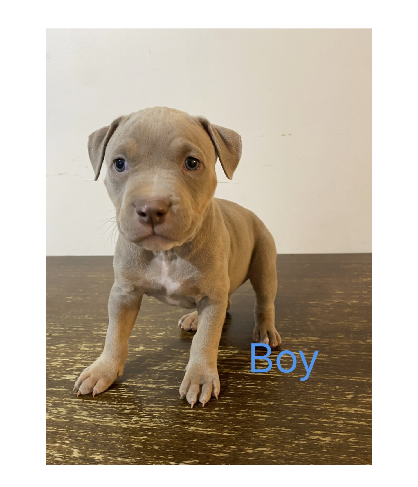 ***CLASSIC AMERICAN BULLIES*** - 9 - 1766359721486_IMG_1483