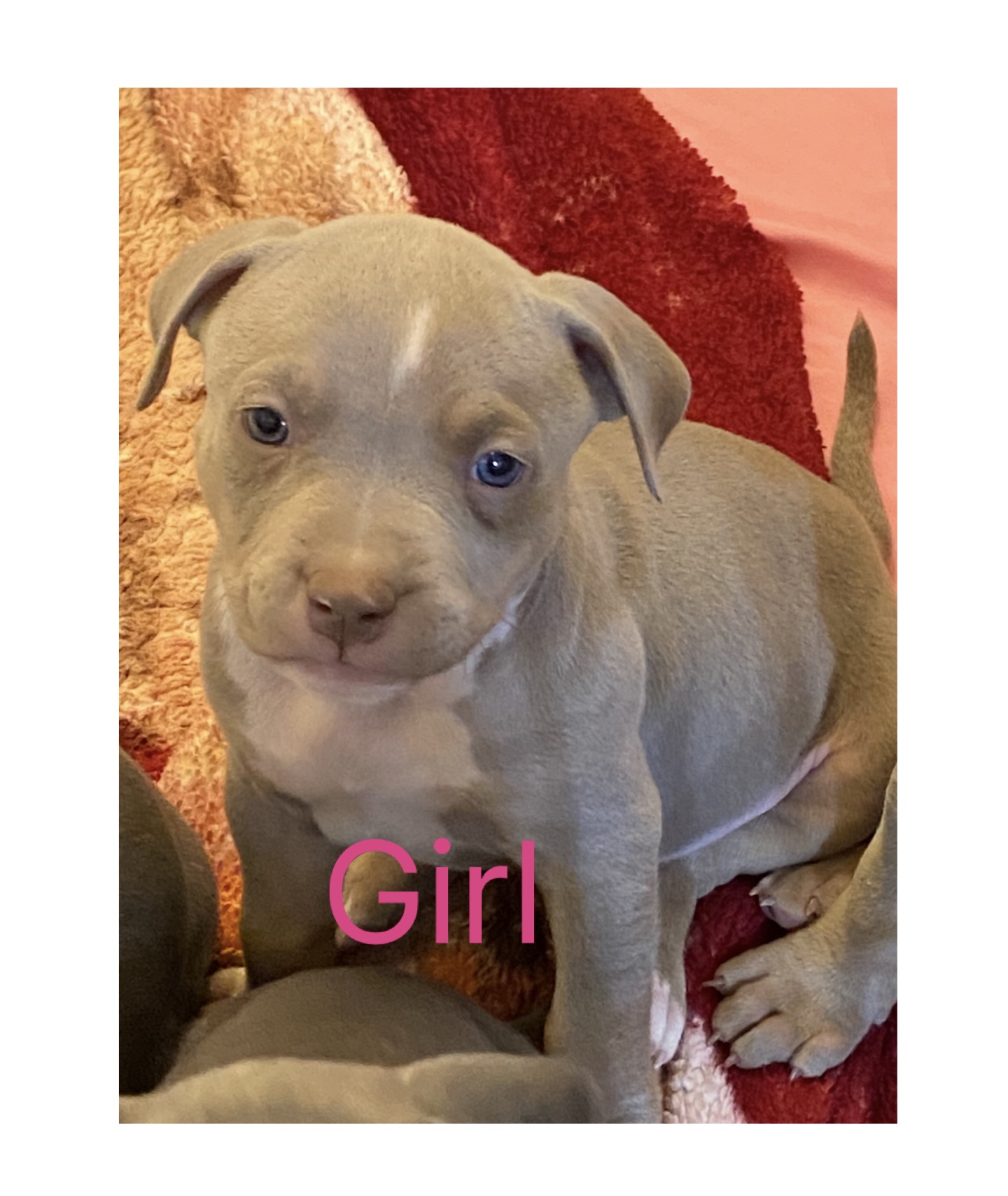 ***CLASSIC AMERICAN BULLIES*** - 10 - 1766359721486_IMG_1488