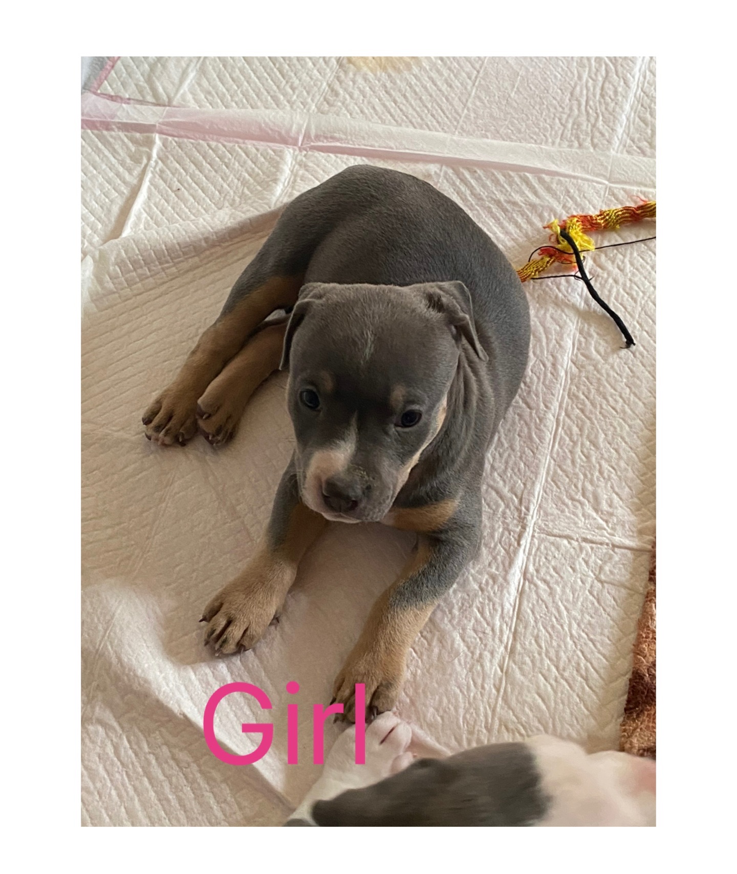 ***CLASSIC AMERICAN BULLIES*** - 13 - 1766359721688_IMG_1495