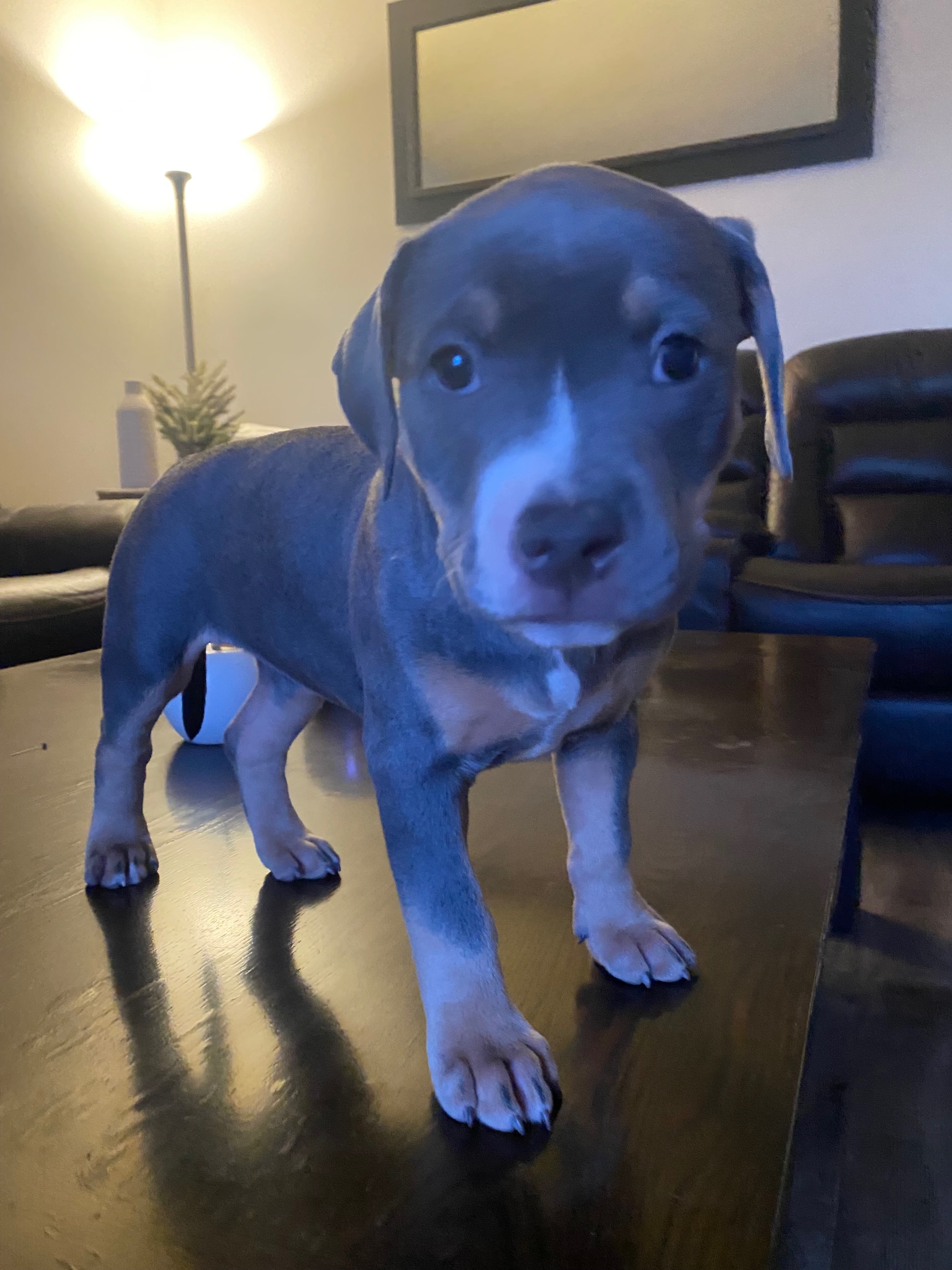 ***CLASSIC AMERICAN BULLIES*** - 8 - 1766359721751_IMG_0858