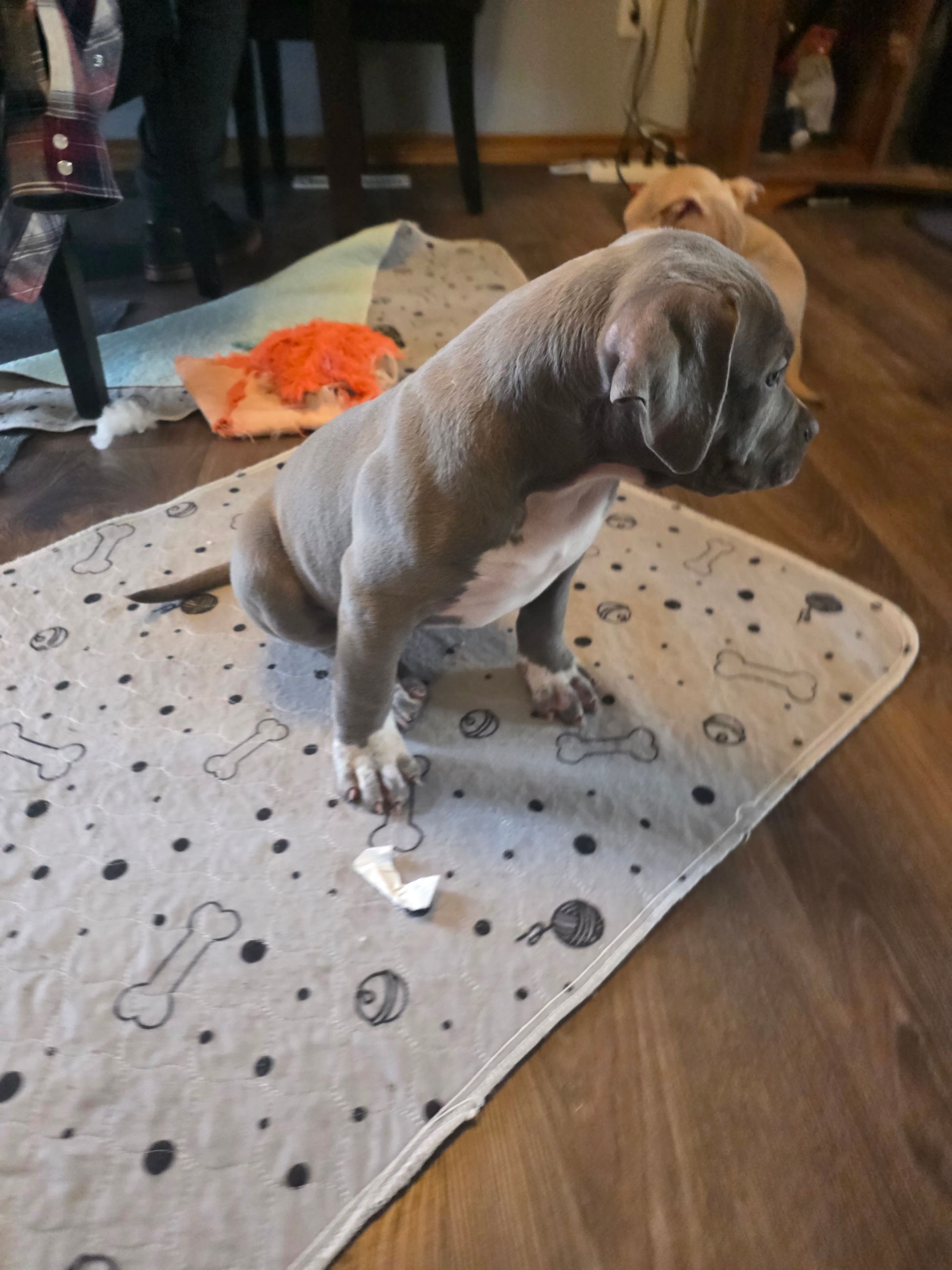 American bully  puppies! - 7 - 1766364348904_1000003099
