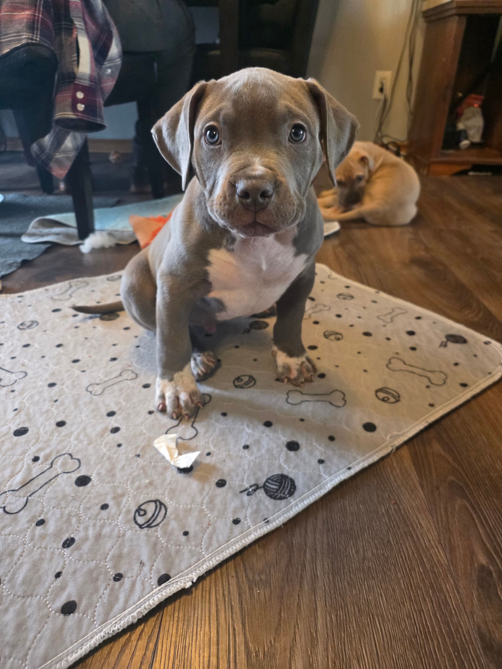 American bully  puppies! - 10 - 1766364348922_1000003094