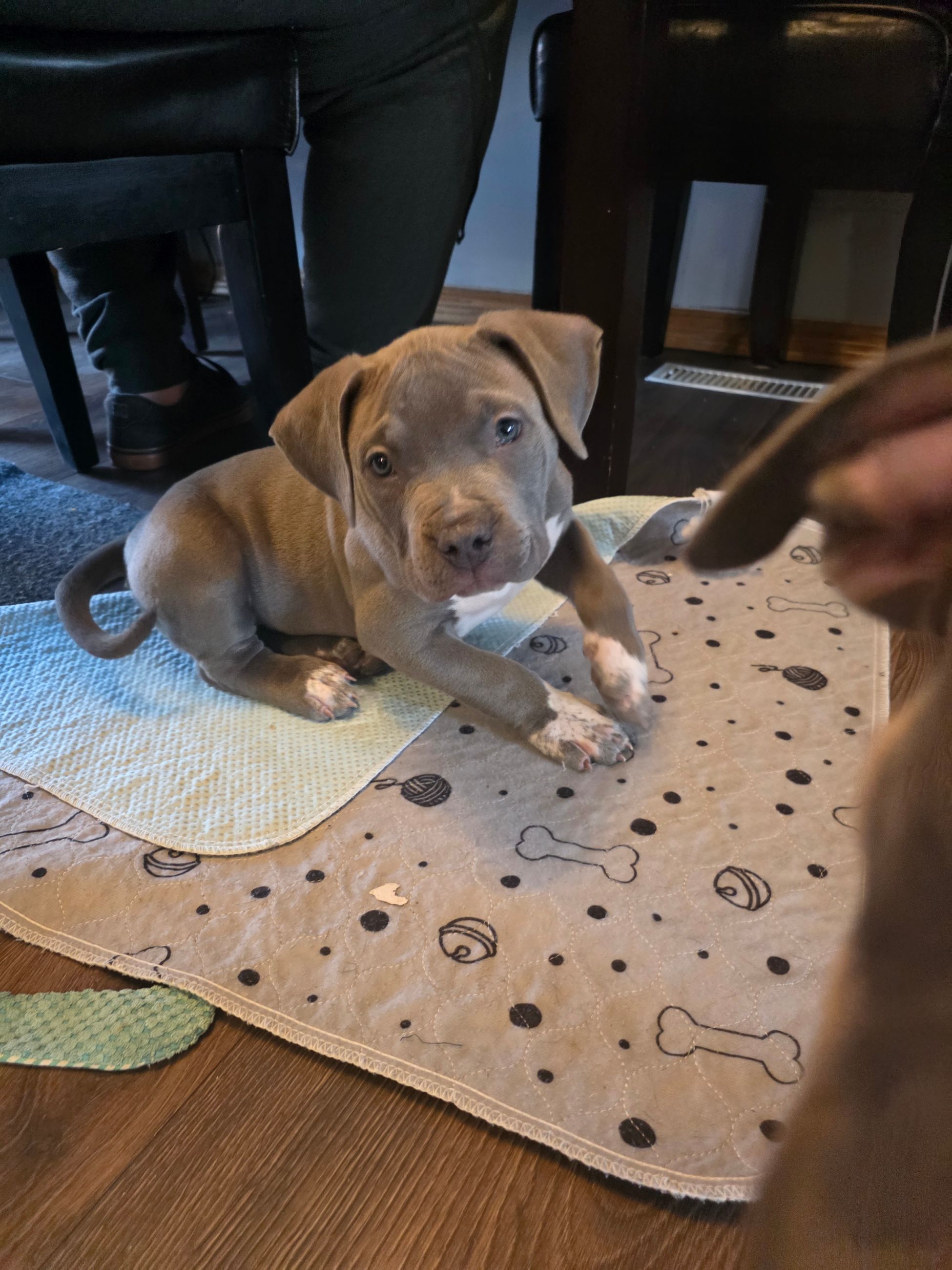 American bully  puppies! - 6 - 1766364348922_1000003134