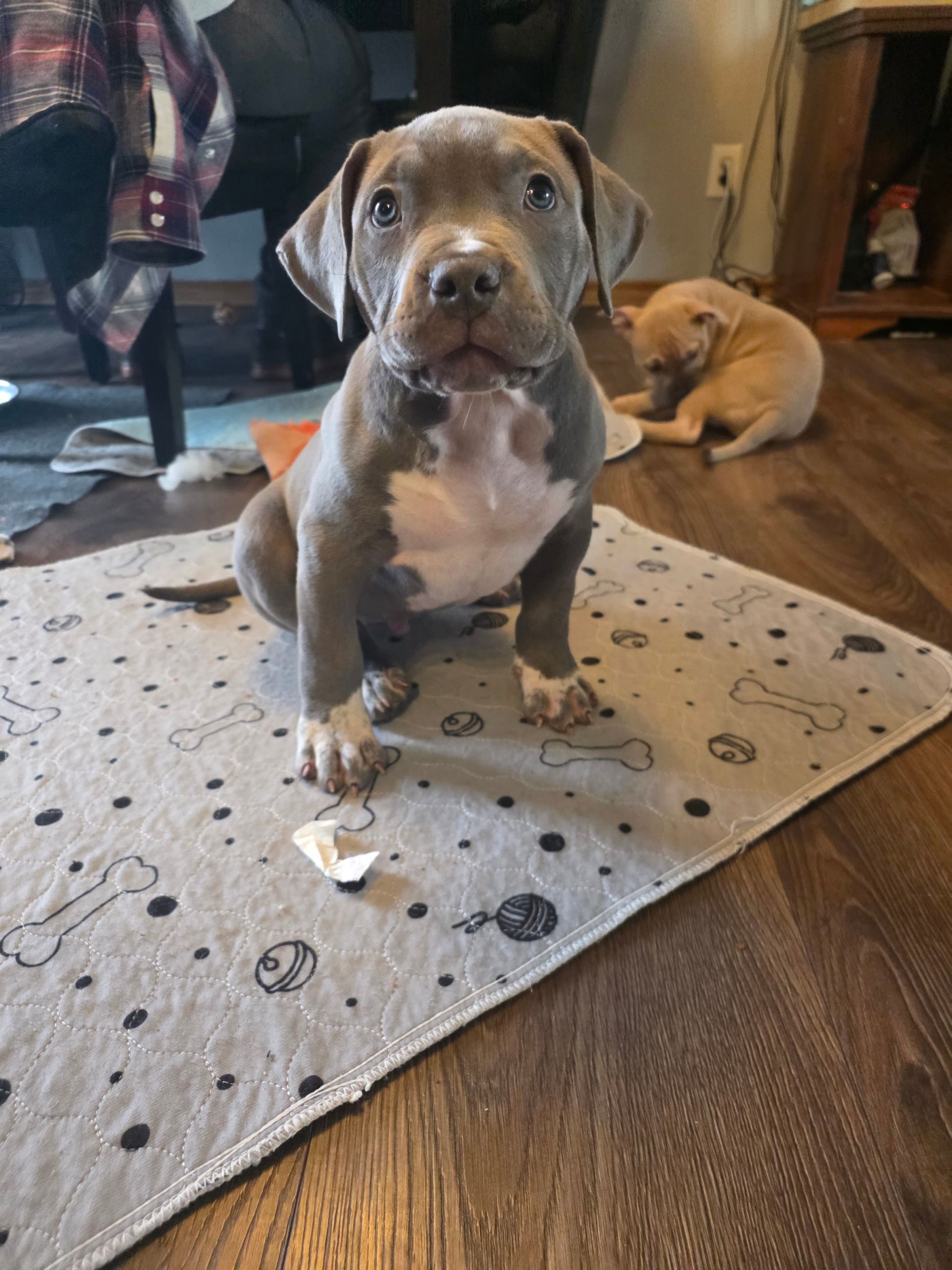 American bully  puppies! - 9 - 1766364348927_1000003095