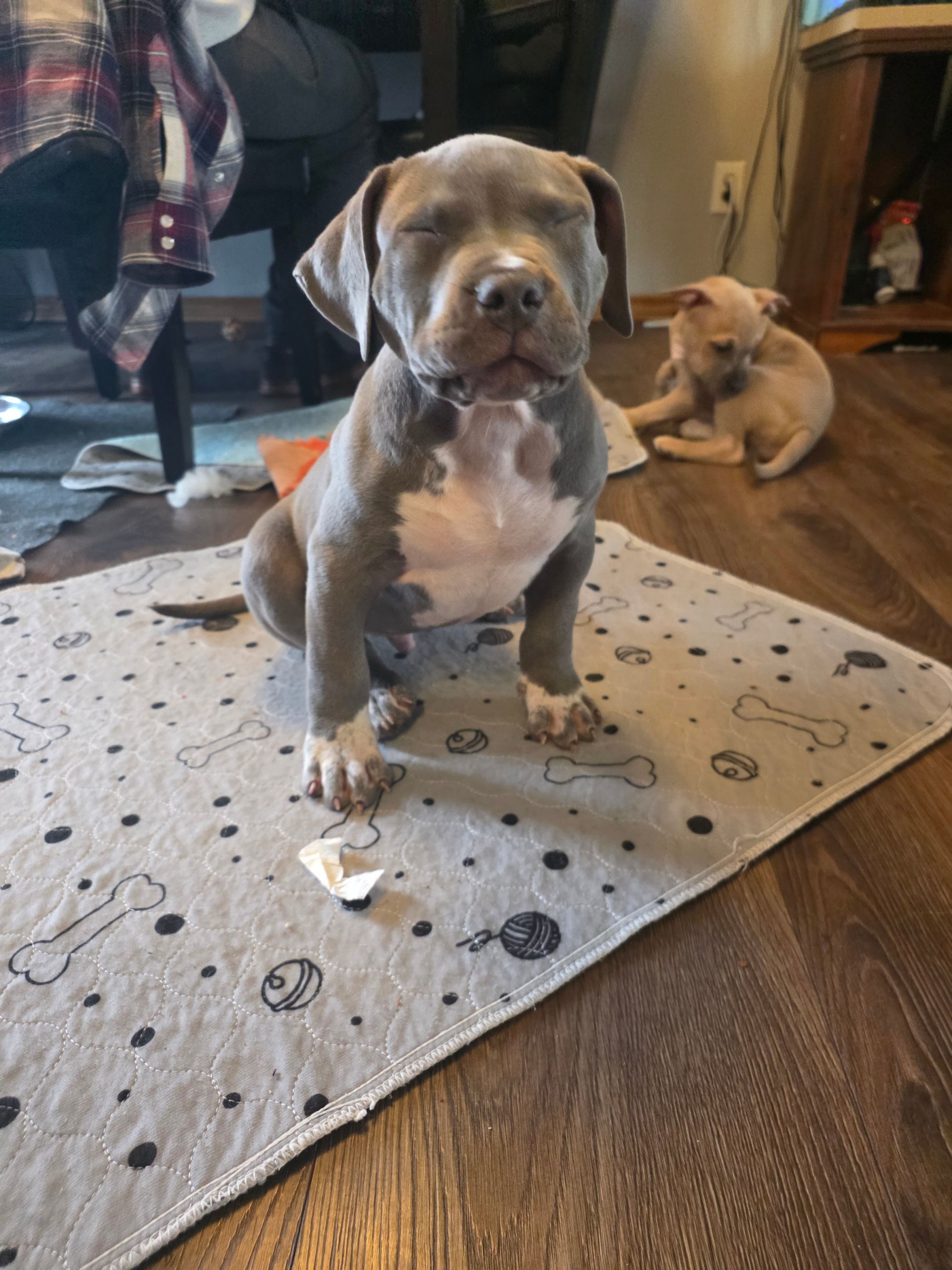 American bully  puppies! - 8 - 1766364348932_1000003097