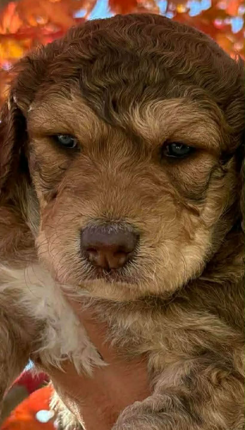 Photo of Aussiedoodle Puppy