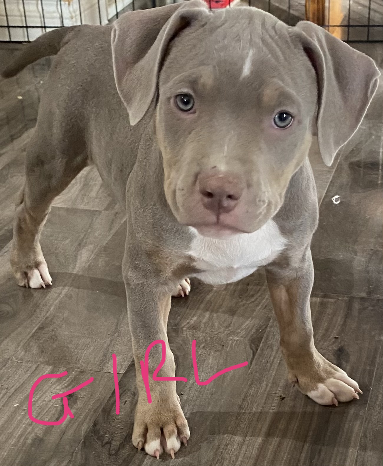 ***CLASSIC AMERICAN BULLIES*** - 14 - 1766423934171_FullSizeRender