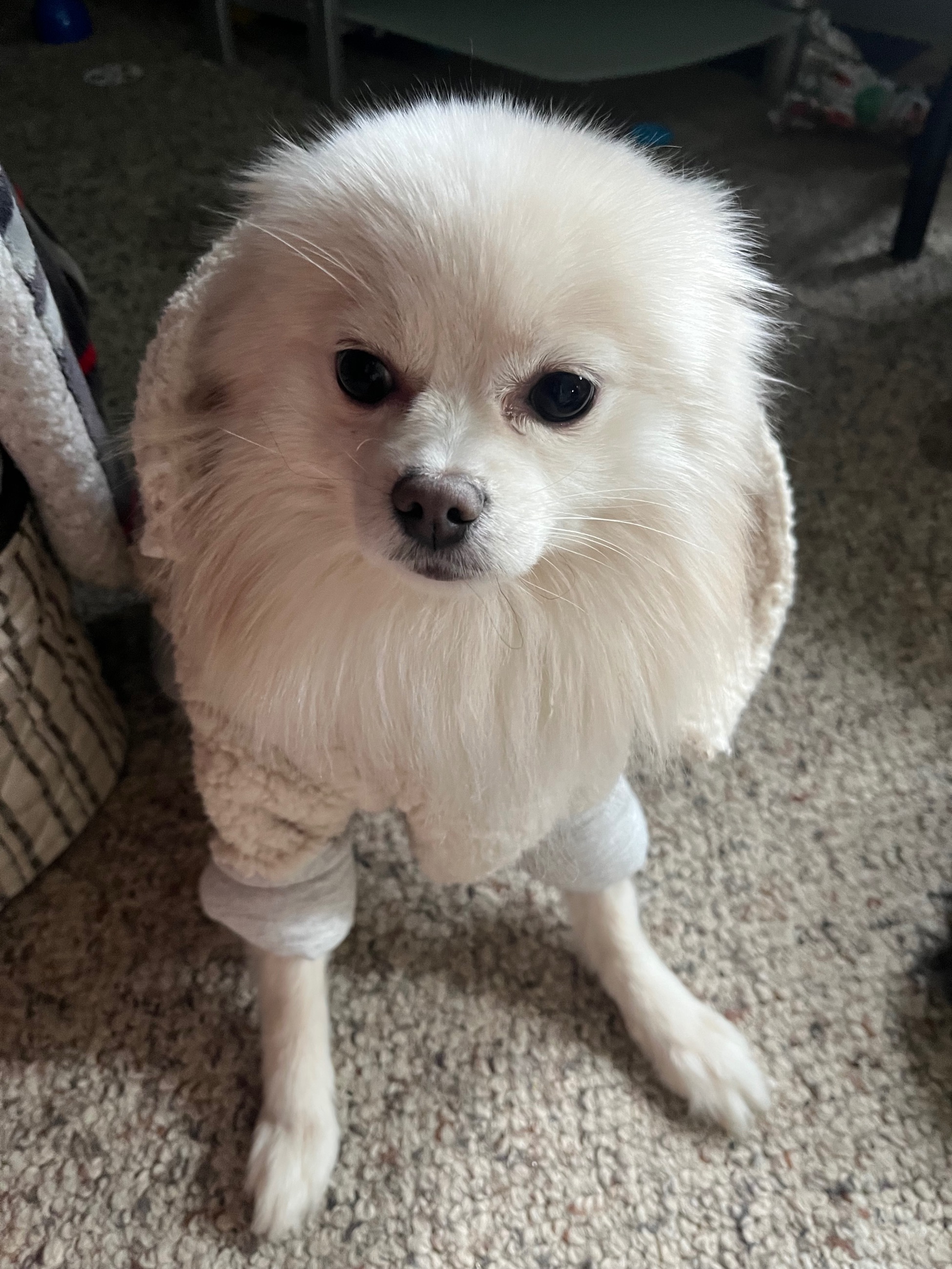 ❤️Beautiful Toy Pom for stud service !! ❤️ - 6 - 1766470051071_IMG_5452