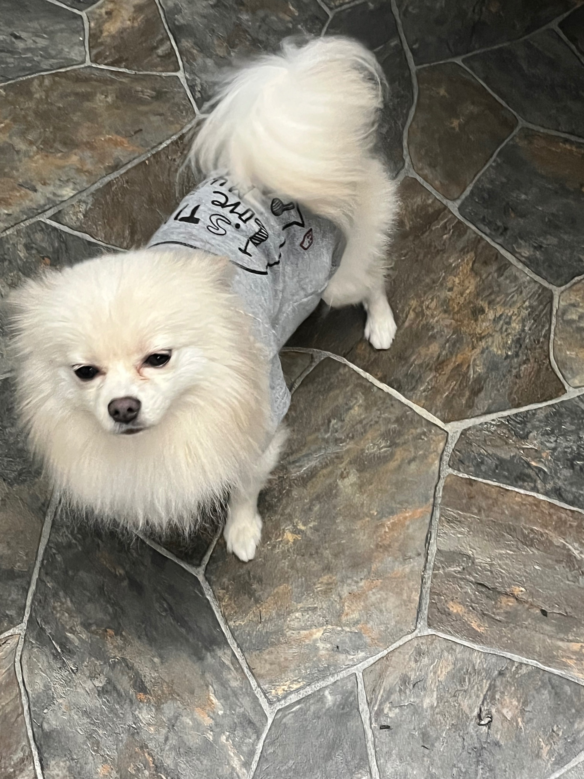 ❤️Beautiful Toy Pom for stud service !! ❤️ - 3 - 1766470320496_IMG_4594