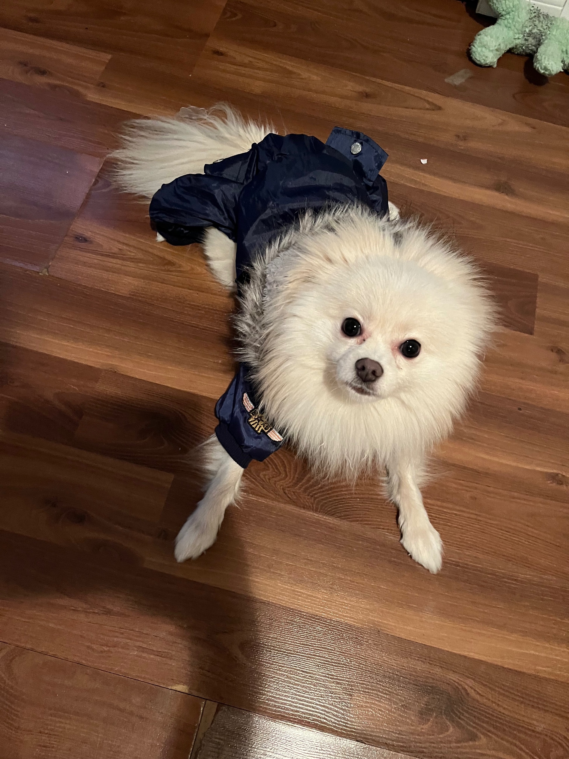 ❤️Beautiful Toy Pom for stud service !! ❤️ - 4 - 1766470320607_IMG_6347