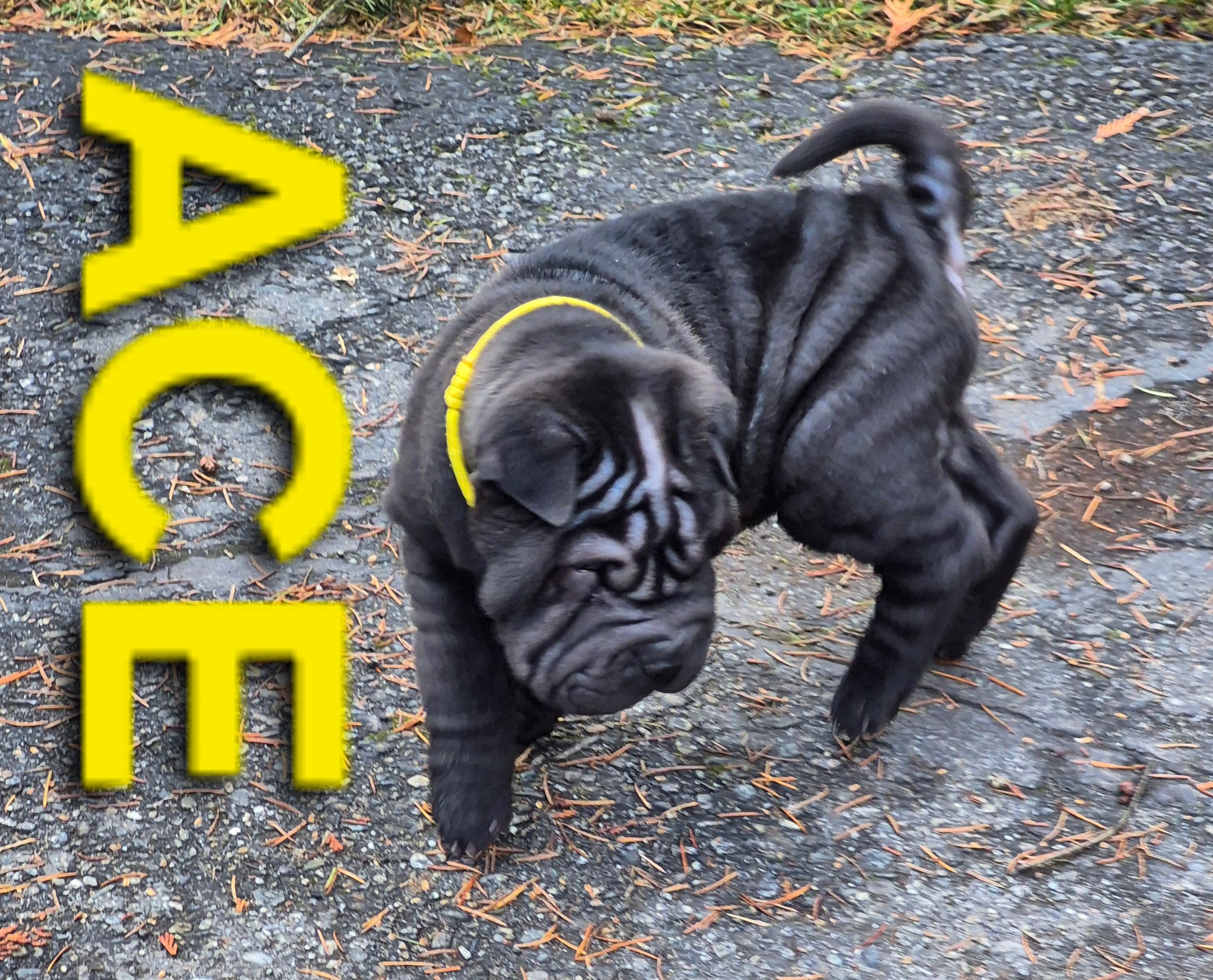 MINIATURE SHAR-PEI PUPPIES - 8 - 1766515732763_20251221_124749