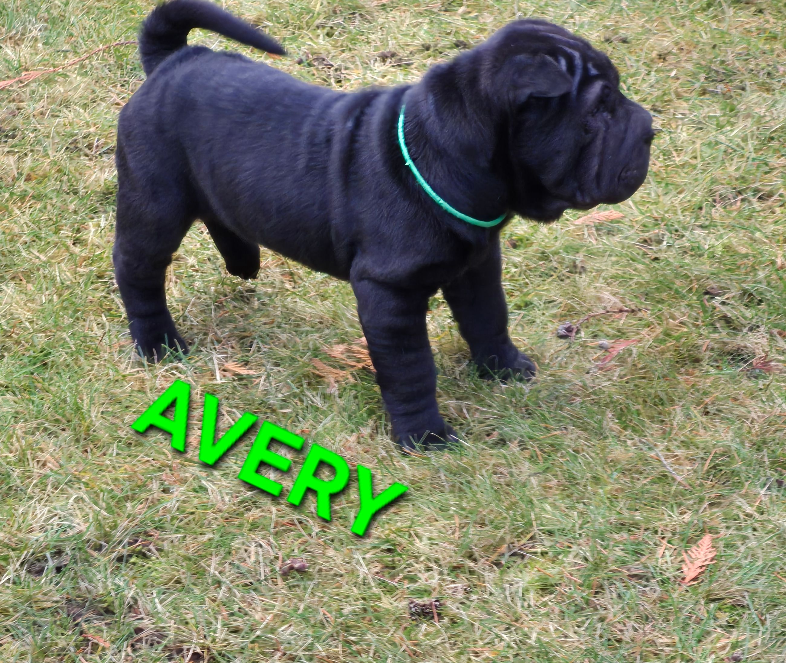 MINIATURE SHAR-PEI PUPPIES - 12 - 1766515732843_20251221_124415