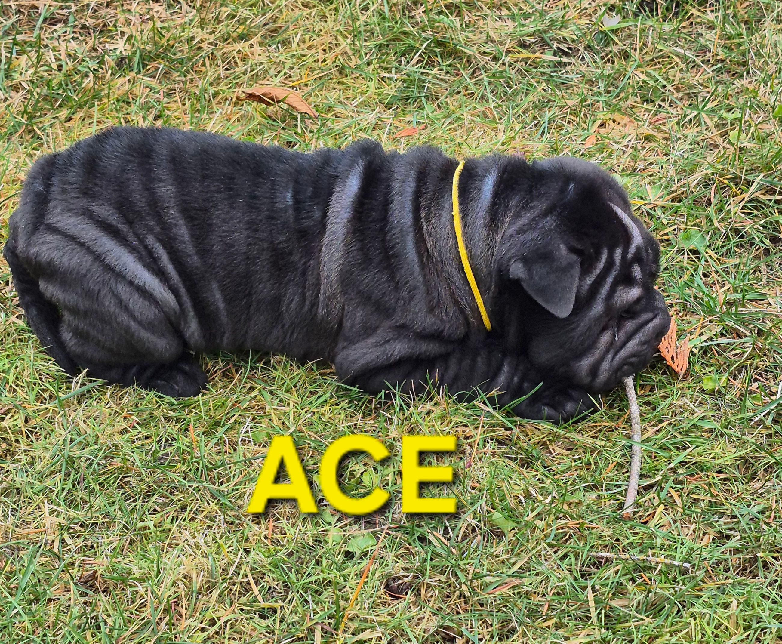 MINIATURE SHAR-PEI PUPPIES - 10 - 1766515732843_20251221_124507