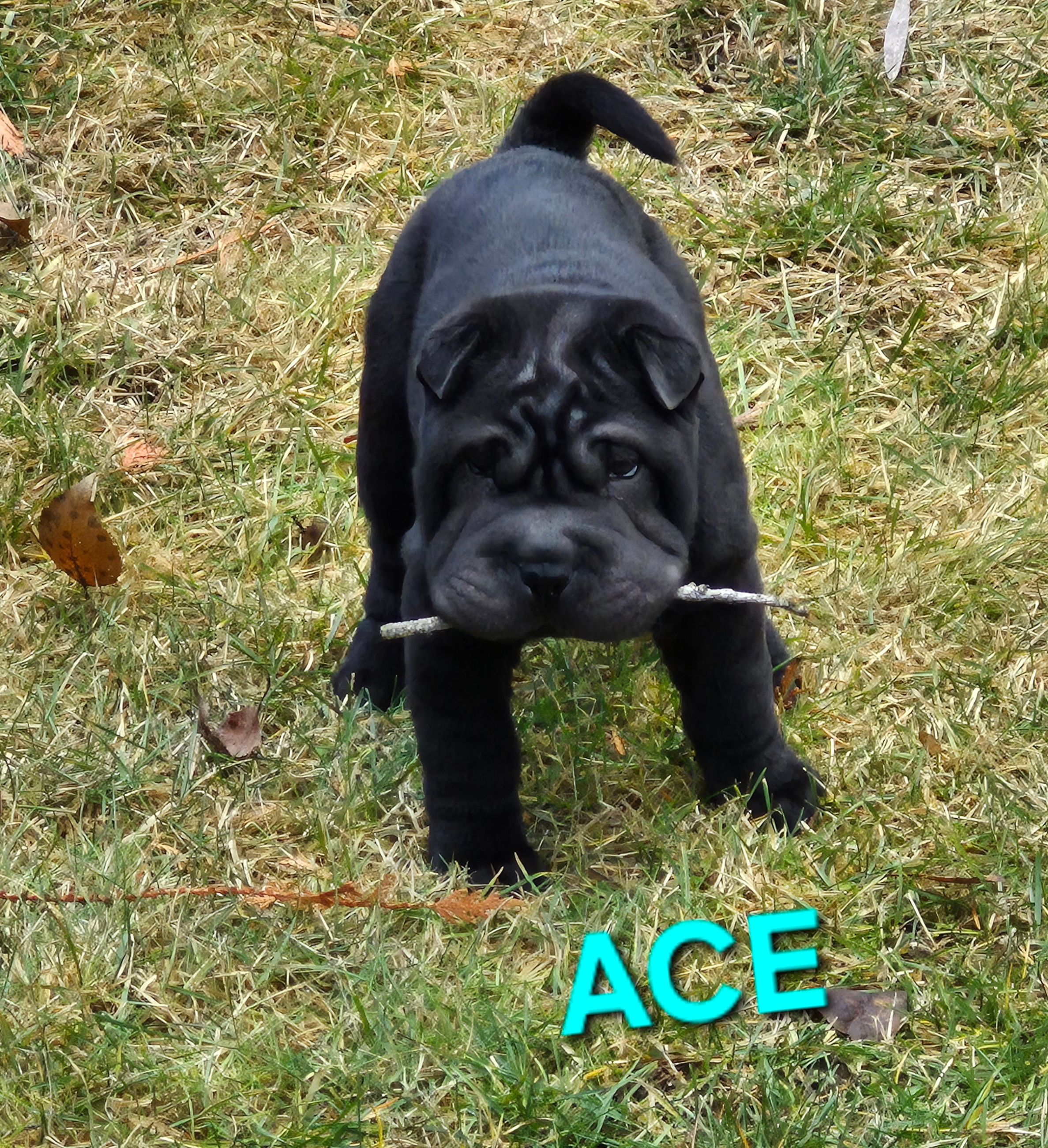 MINIATURE SHAR-PEI PUPPIES - 7 - 1766515732843_20251221_125033