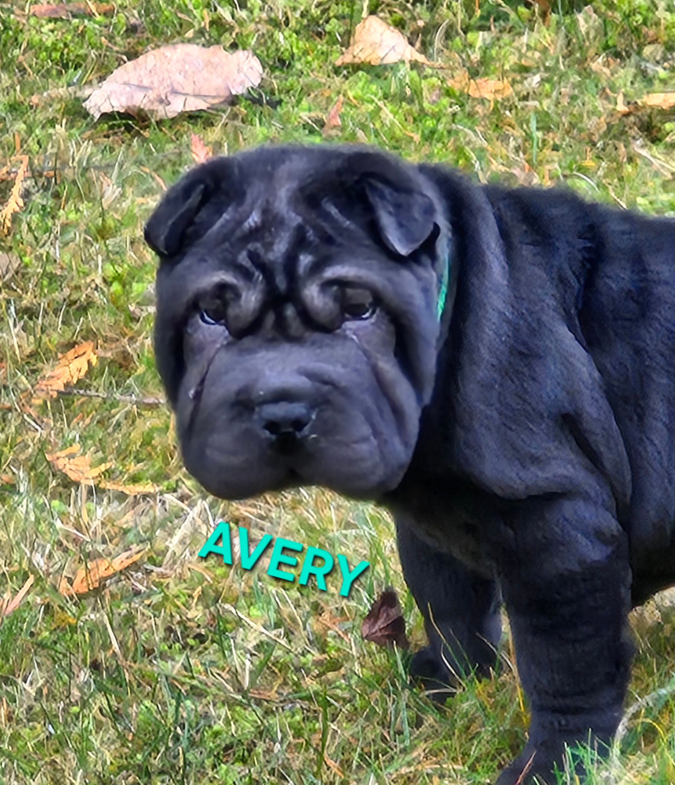 MINIATURE SHAR-PEI PUPPIES - 15 - 1766515732902_20251221_123841