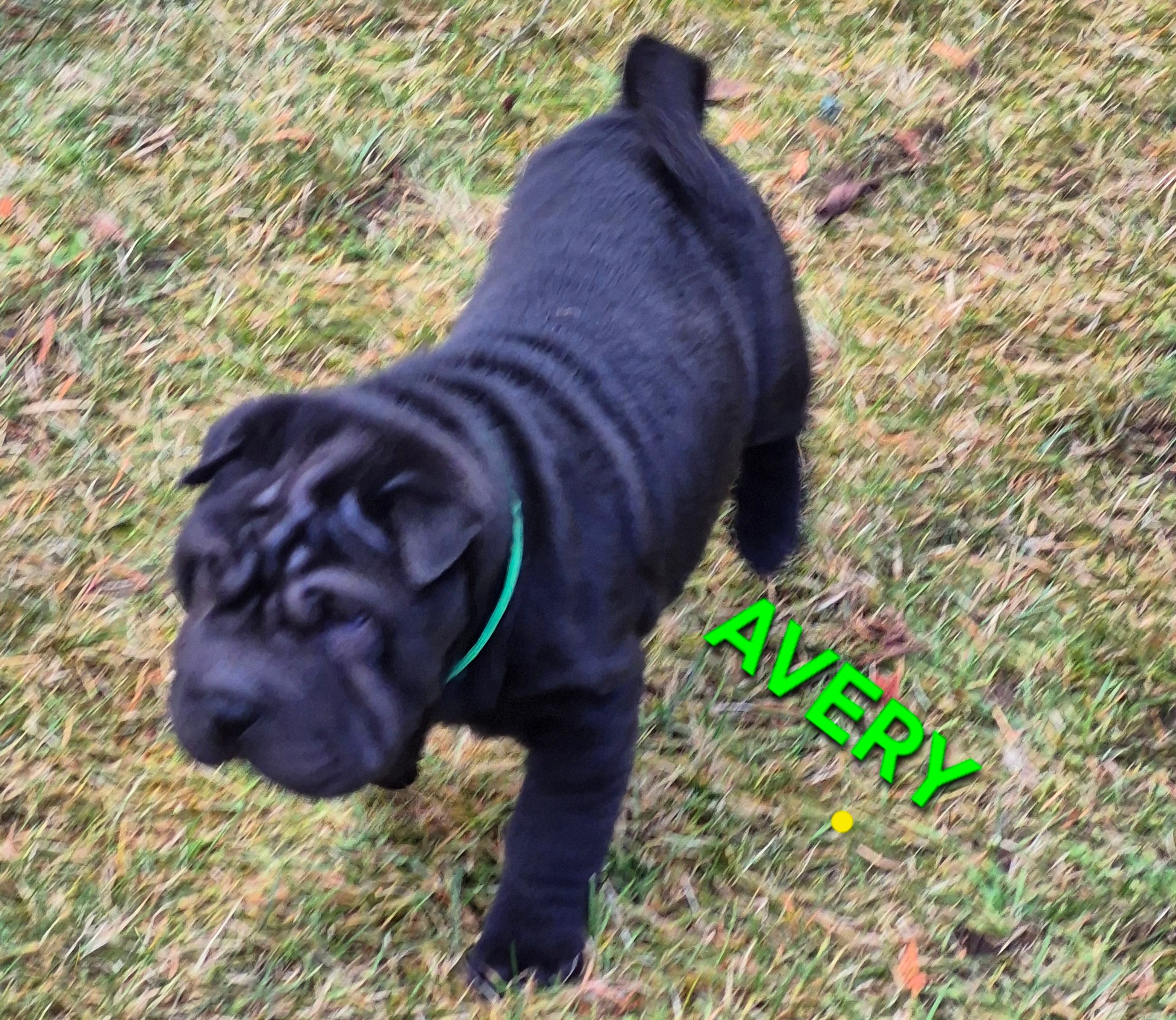 MINIATURE SHAR-PEI PUPPIES - 13 - 1766515732902_20251221_124312
