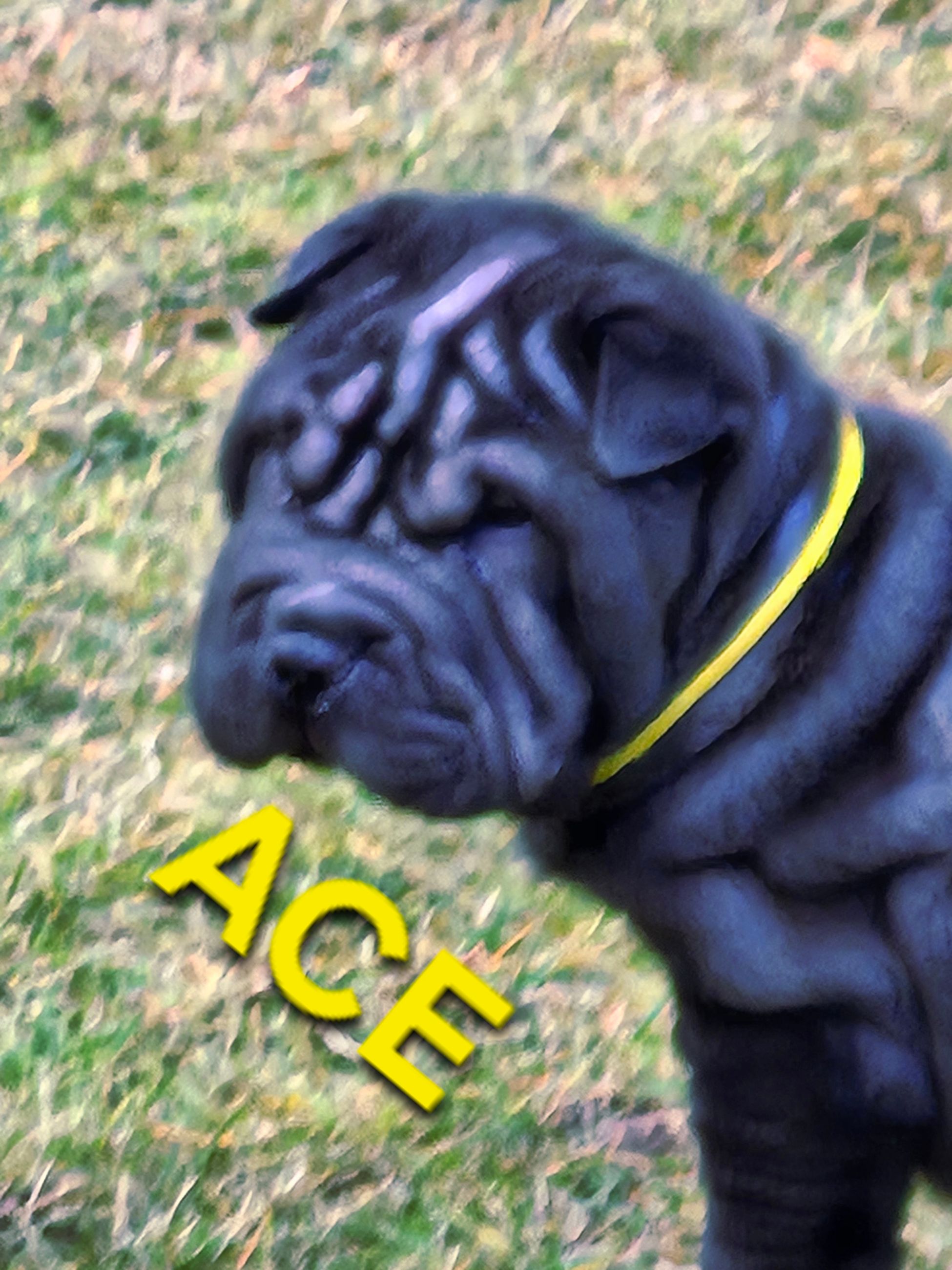 MINIATURE SHAR-PEI PUPPIES - 14 - 1766515732909_20251221_123914