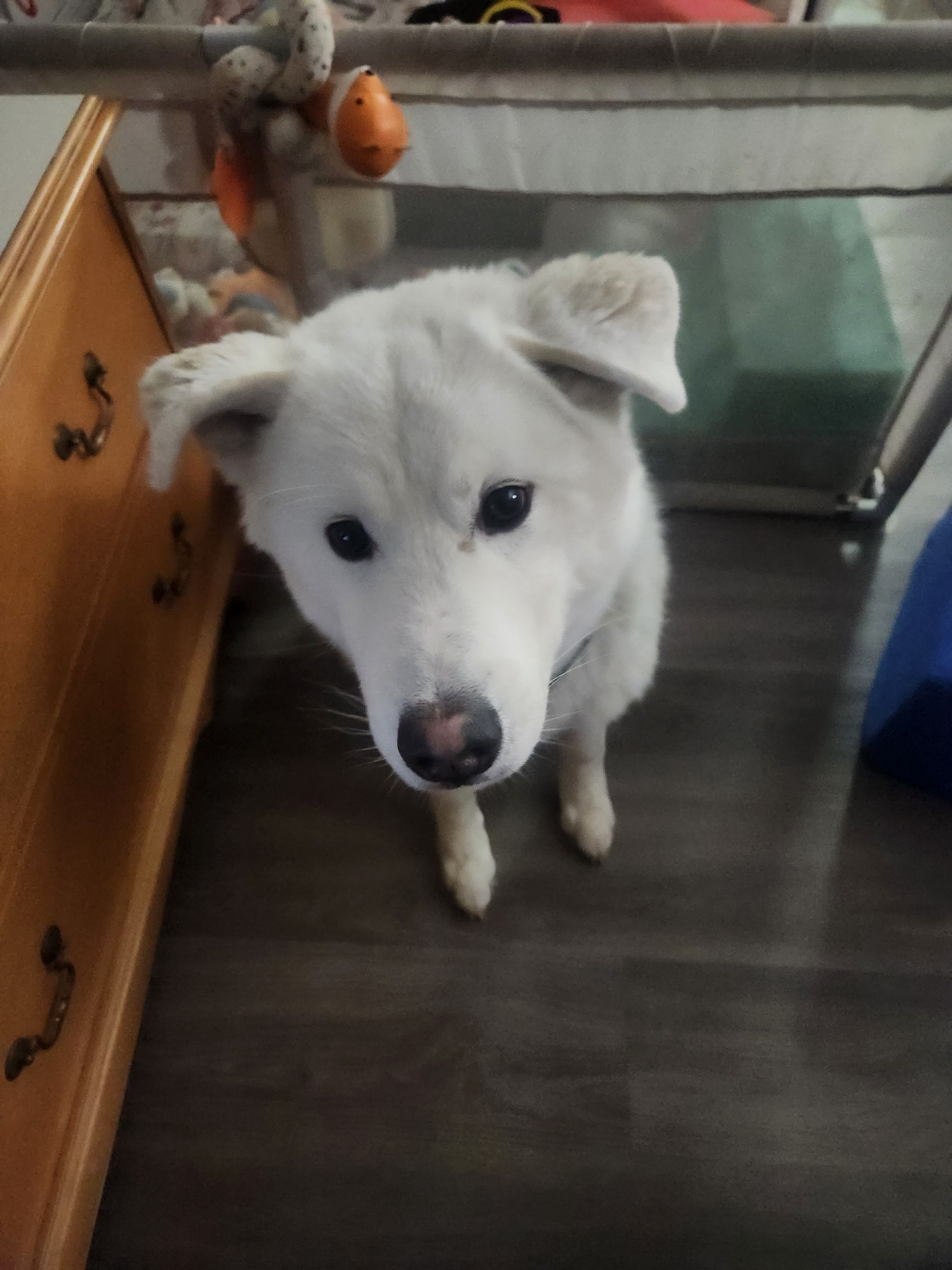 Photo of Free: 1 year old male Husky 