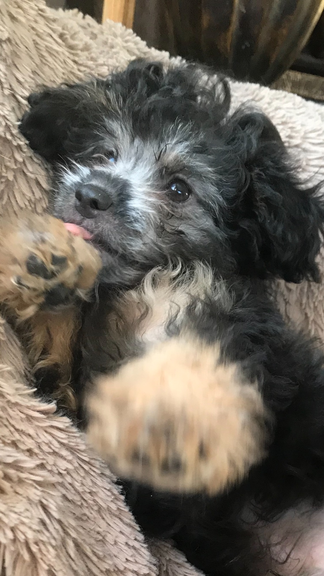 Photo of Gorgeous Shih Poo/ Chinese Crested Chi Poo Puppies 