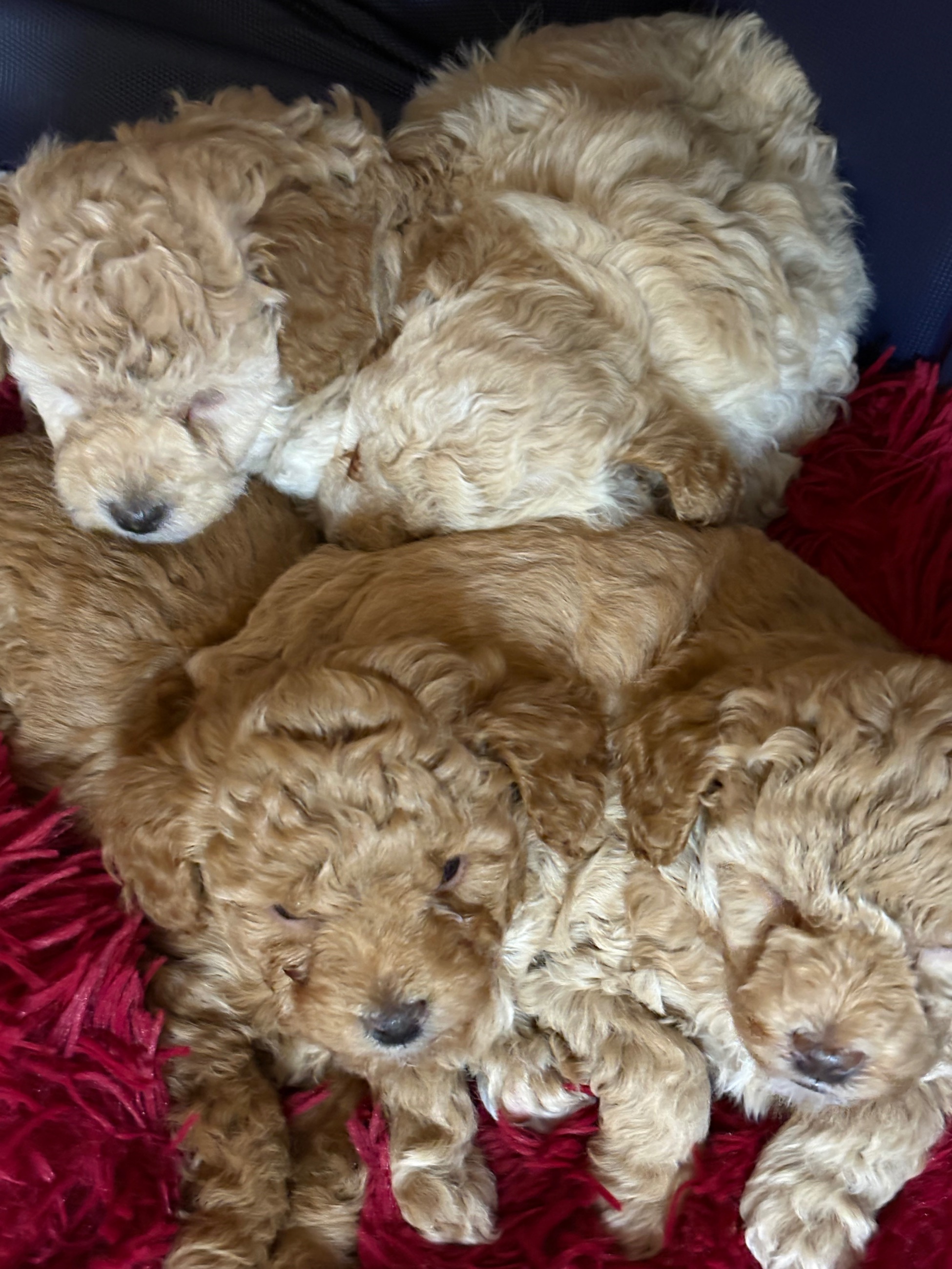 Toy/ mini poodles poodle Maltese Beagle  - 8 - 1766707996158_IMG_7104