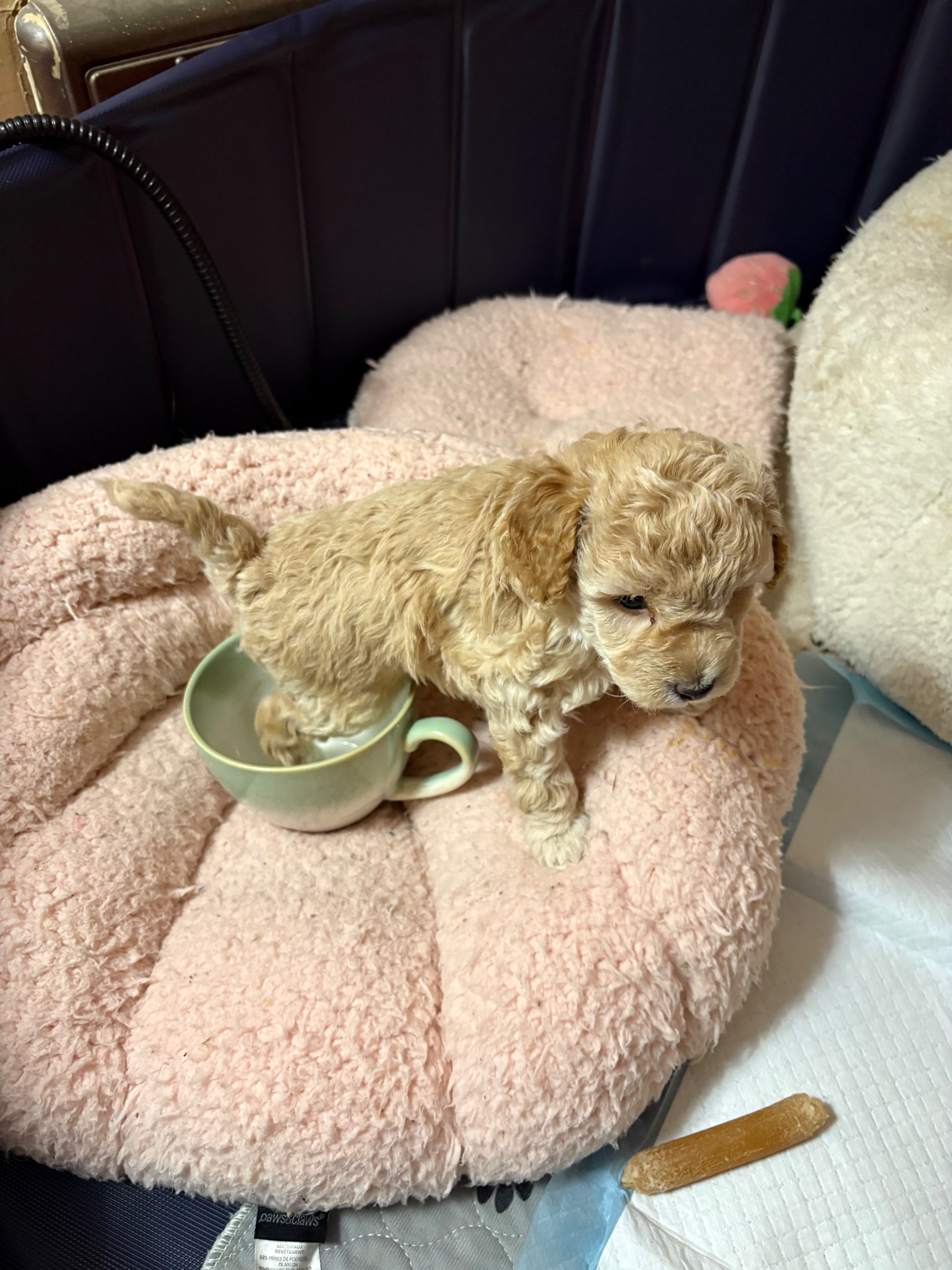 Toy/ mini poodles poodle Maltese Beagle  - 10 - 1766707996231_IMG_6984