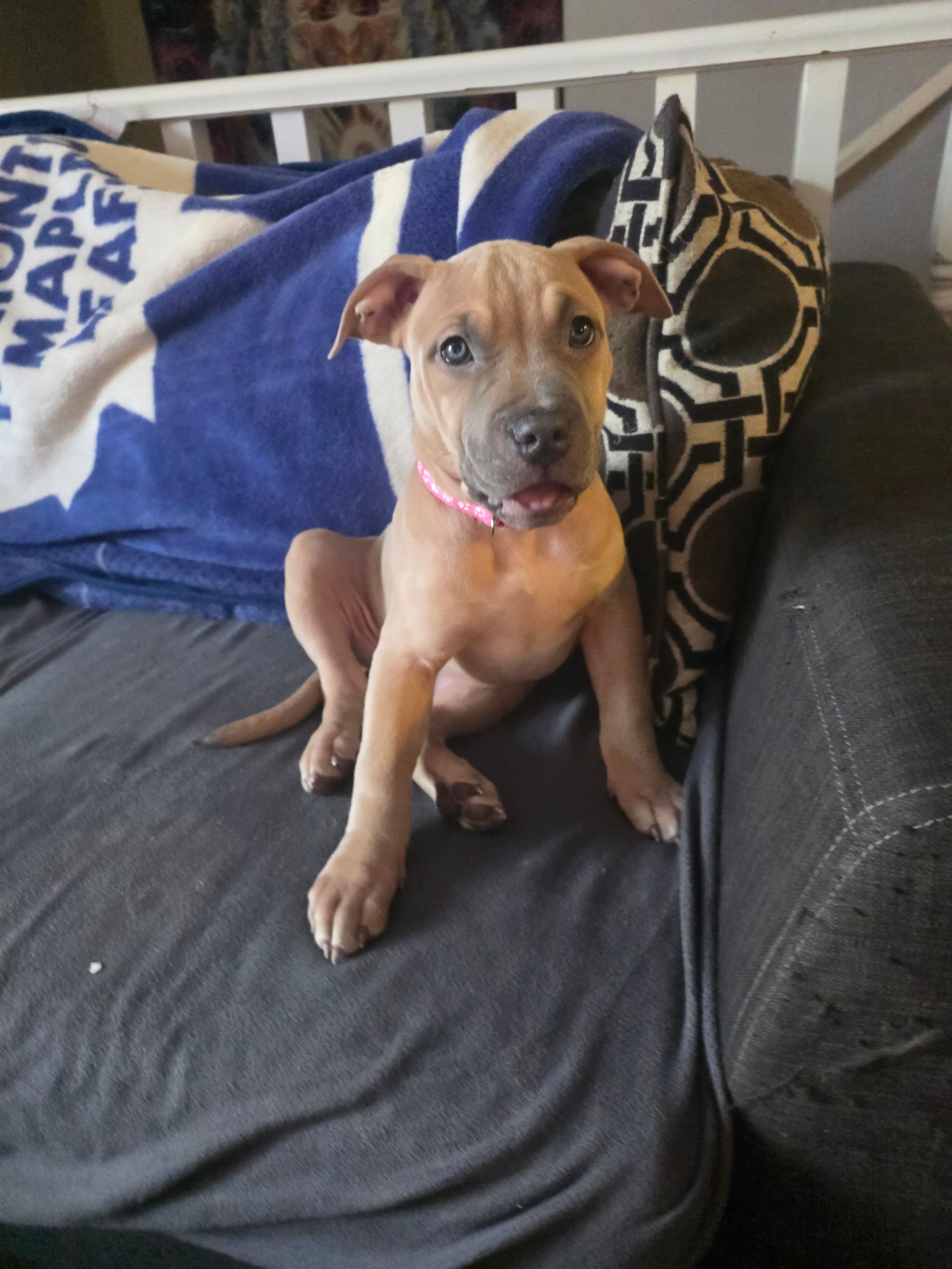 American bully  puppies! - 13 - 1766784423267_1000003349