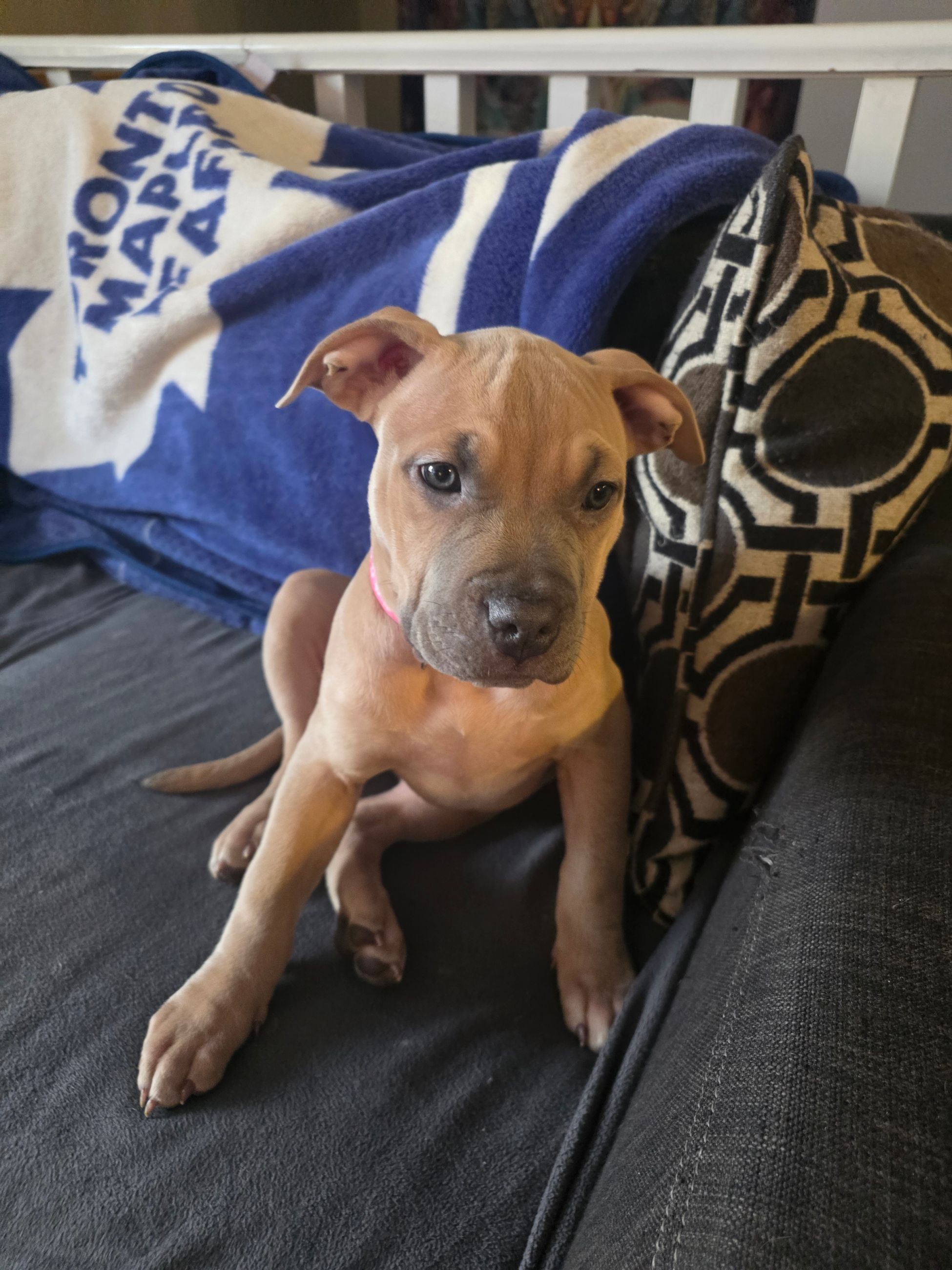 American bully  puppies! - 14 - 1766784423273_1000003345