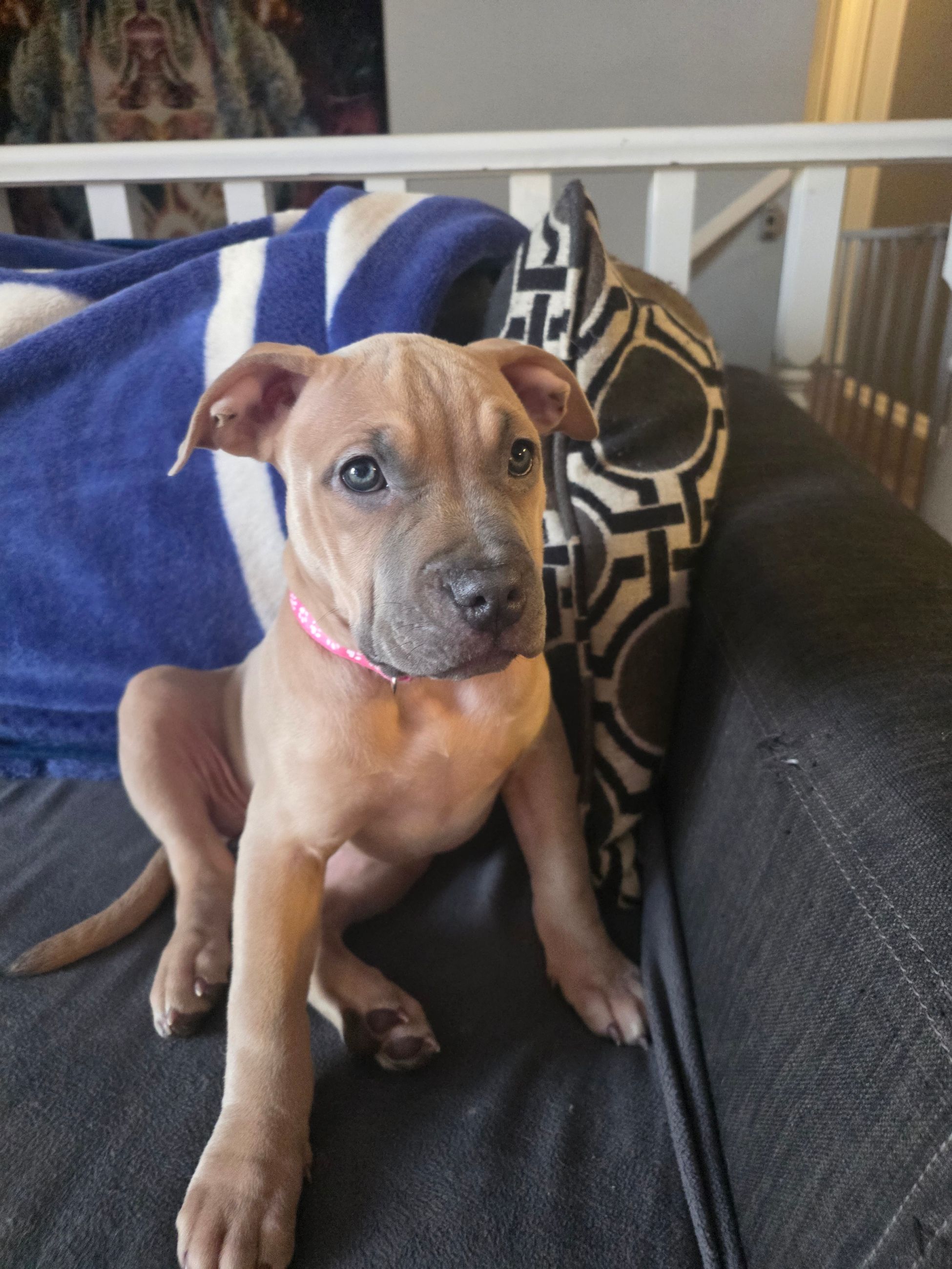 American bully  puppies! - 11 - 1766784423292_1000003346