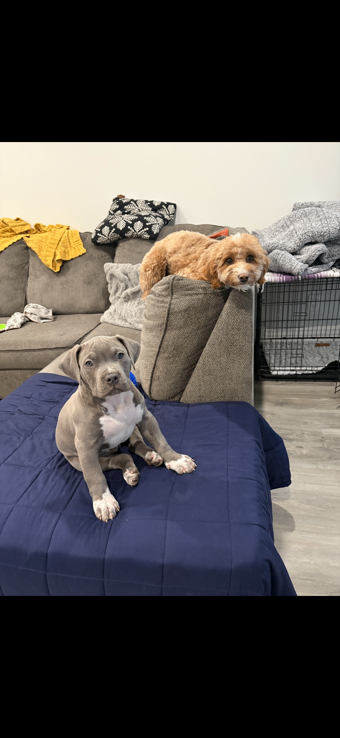 American bully  puppies! - 12 - 1766784424617_1000003283