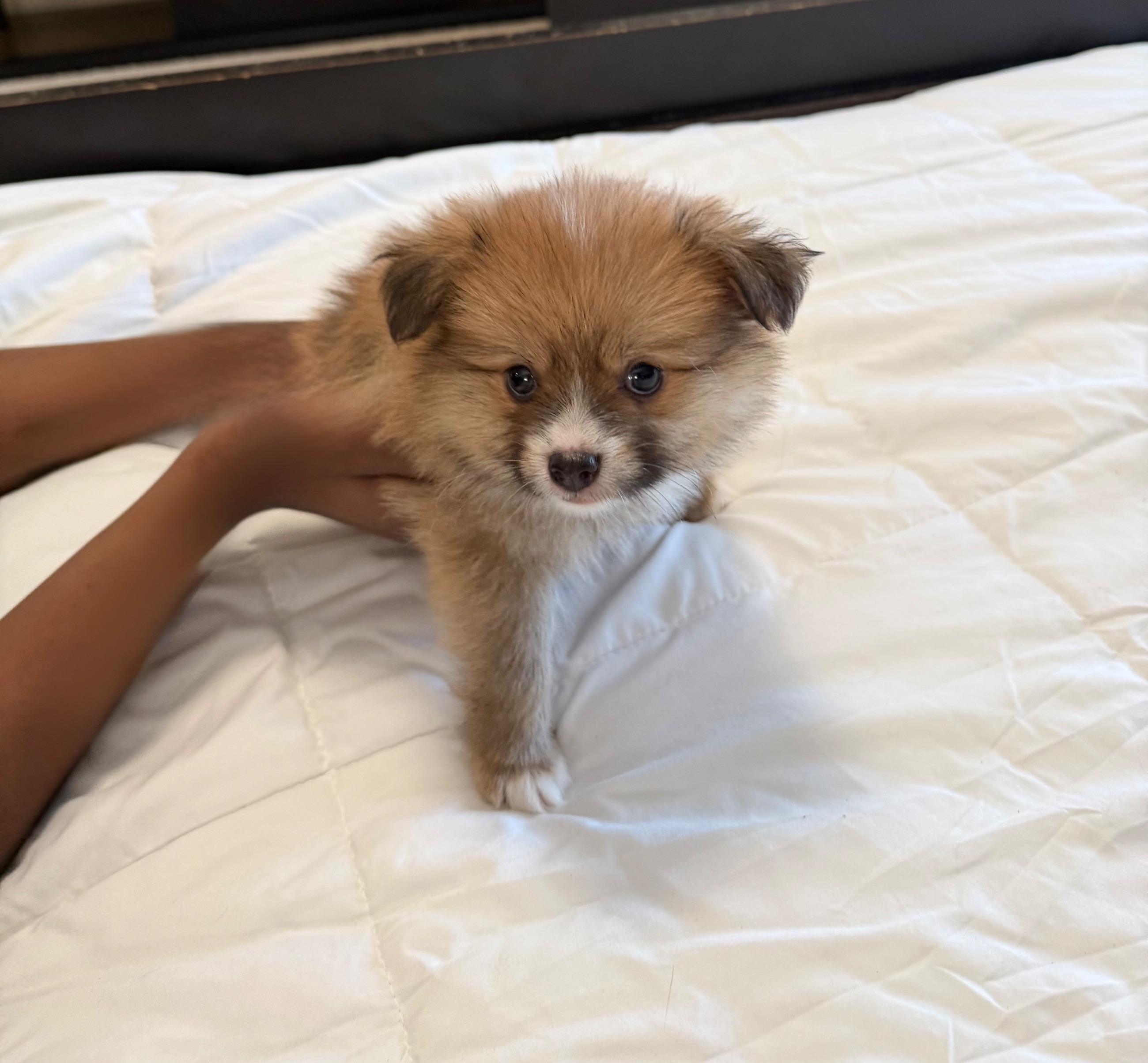 Photo of Beatiful Pomsky Puppies 