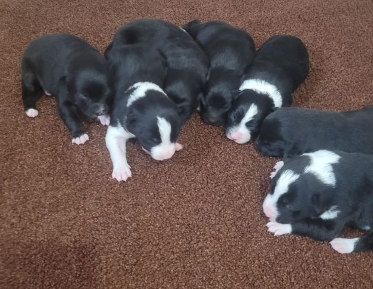 Border Collie  - 3 - 1766894816978_Resized_IMG-20241219-WA0007