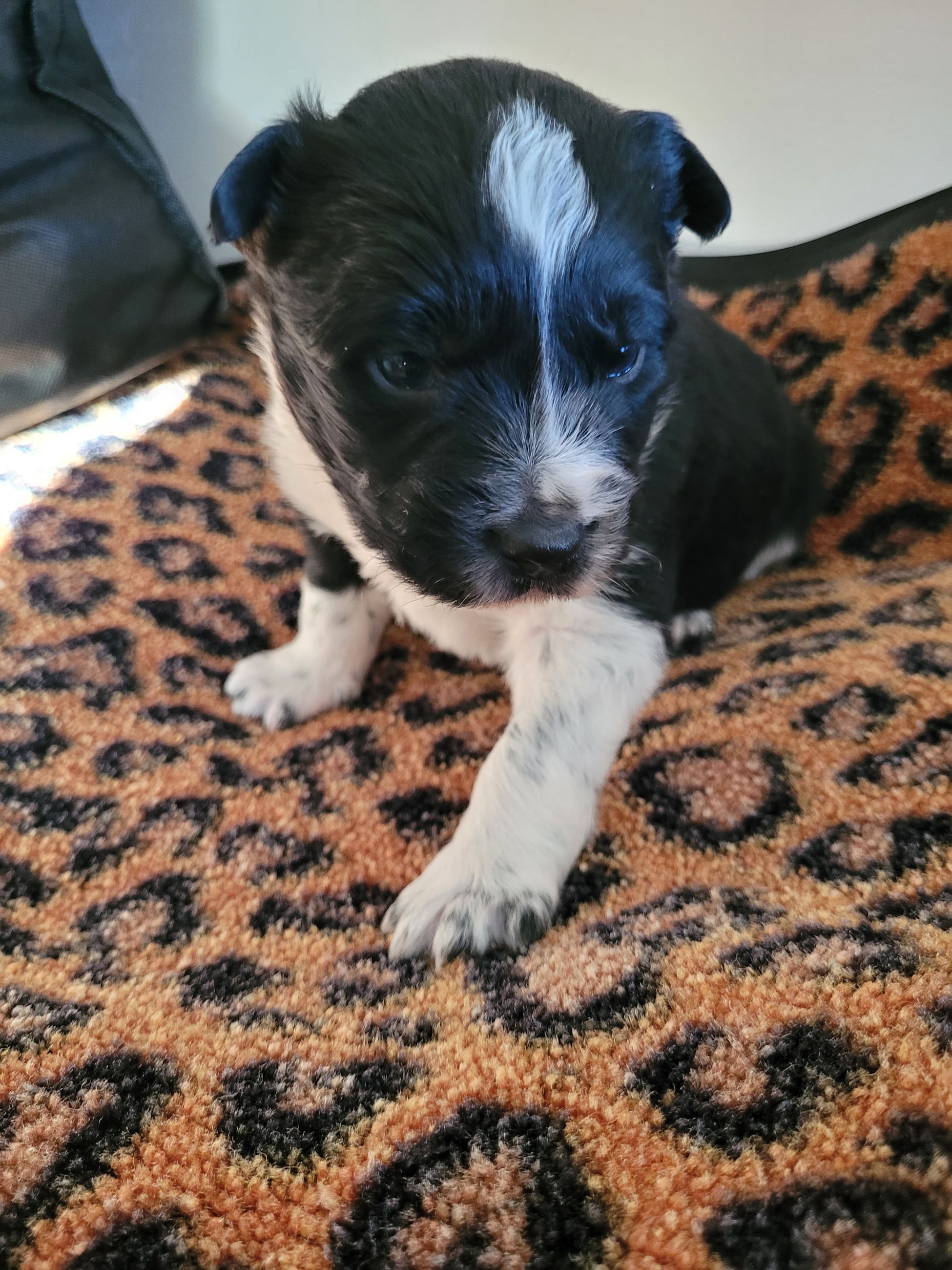 Border Collie  - 2 - 1766894817731_20251220_112629