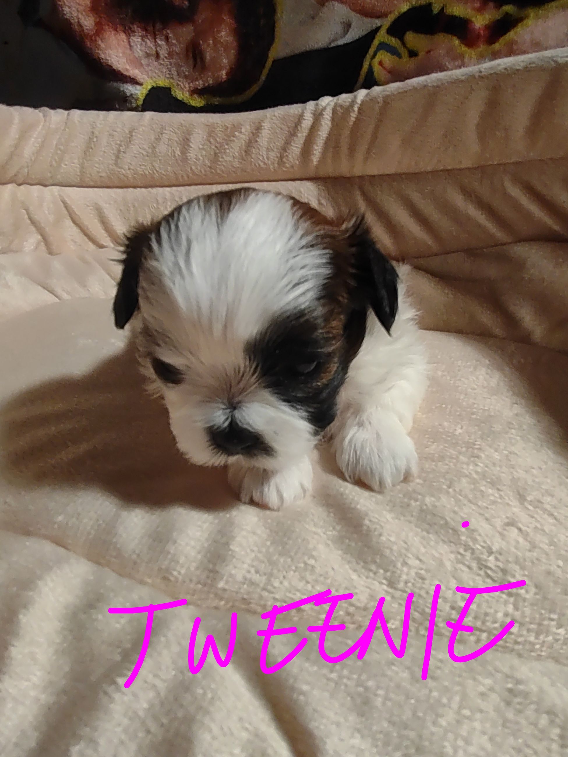 Shihtzu  - 2 - 1766896735013_IMG_20251227_204247499~2