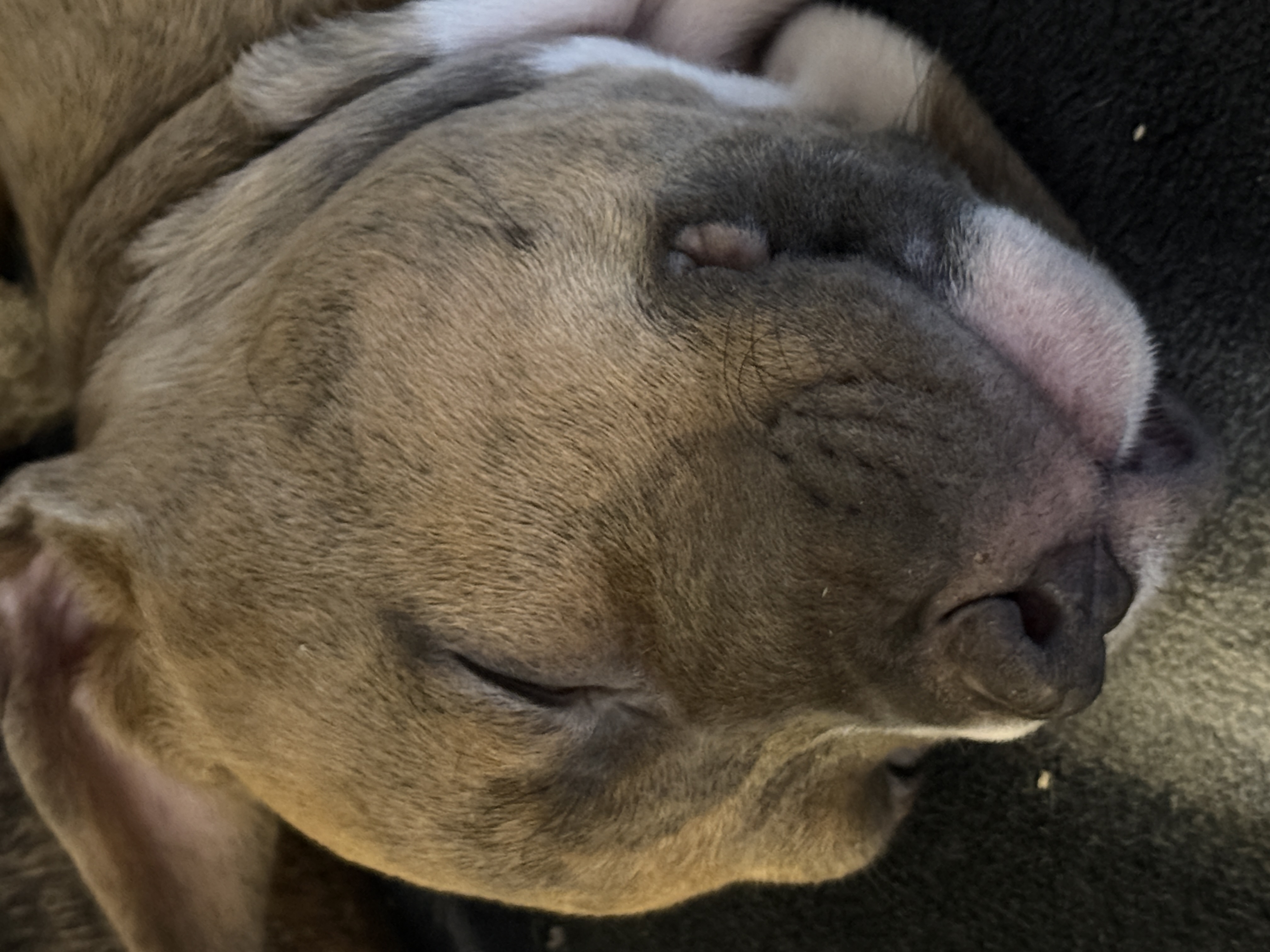 7 week old American xl pitbulls - 3 - 1766937725100_IMG_1508