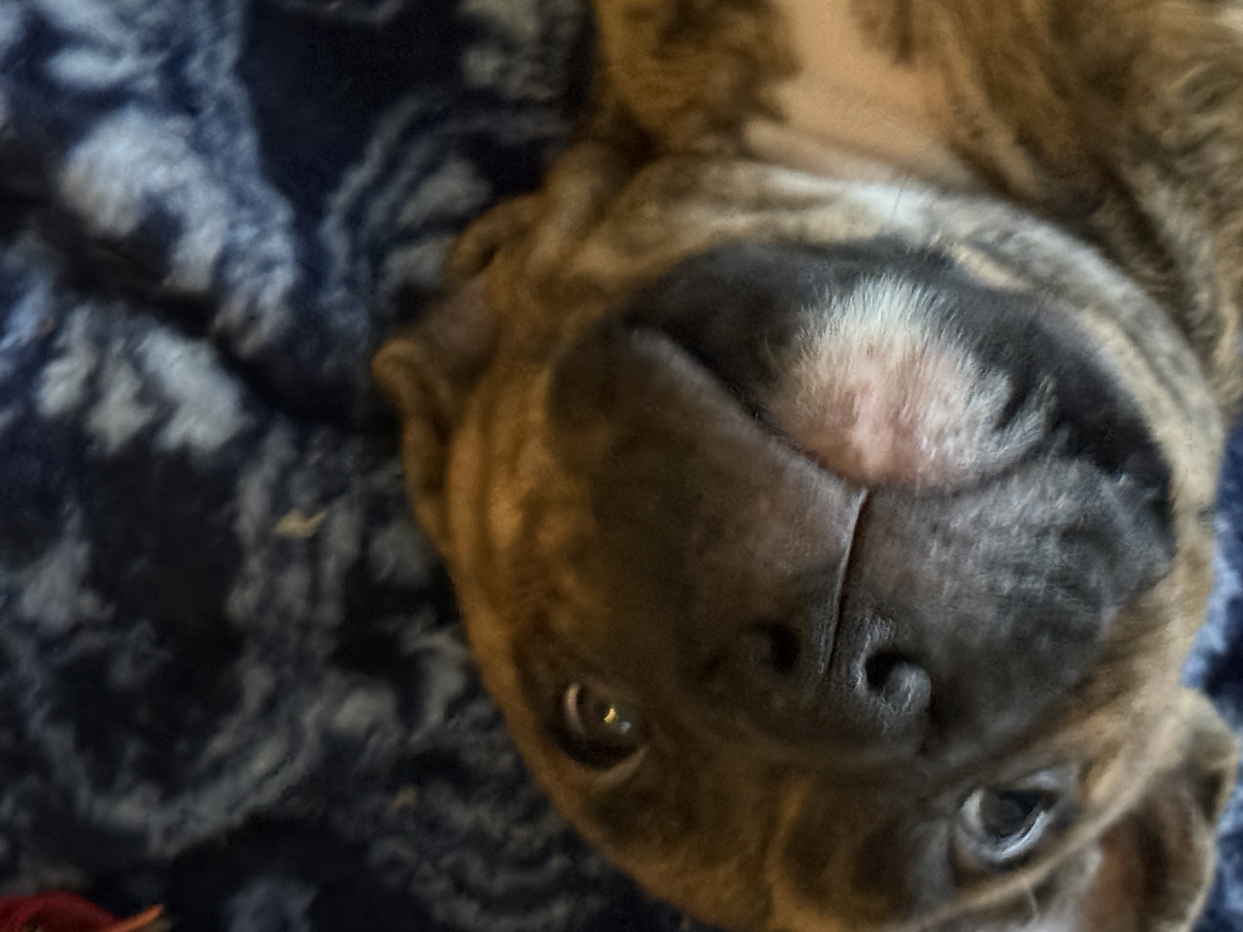 7 week old American xl pitbulls - 5 - 1766937725127_IMG_1507