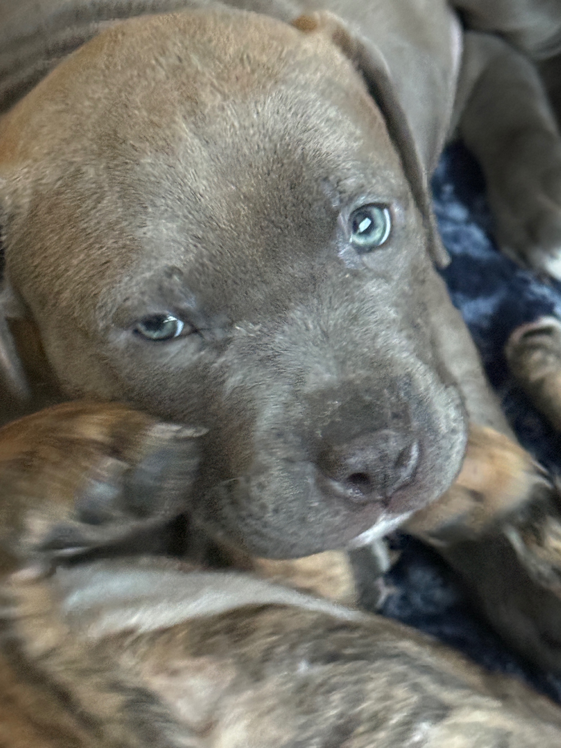7 week old American xl pitbulls - 2 - 1766937725156_IMG_1506