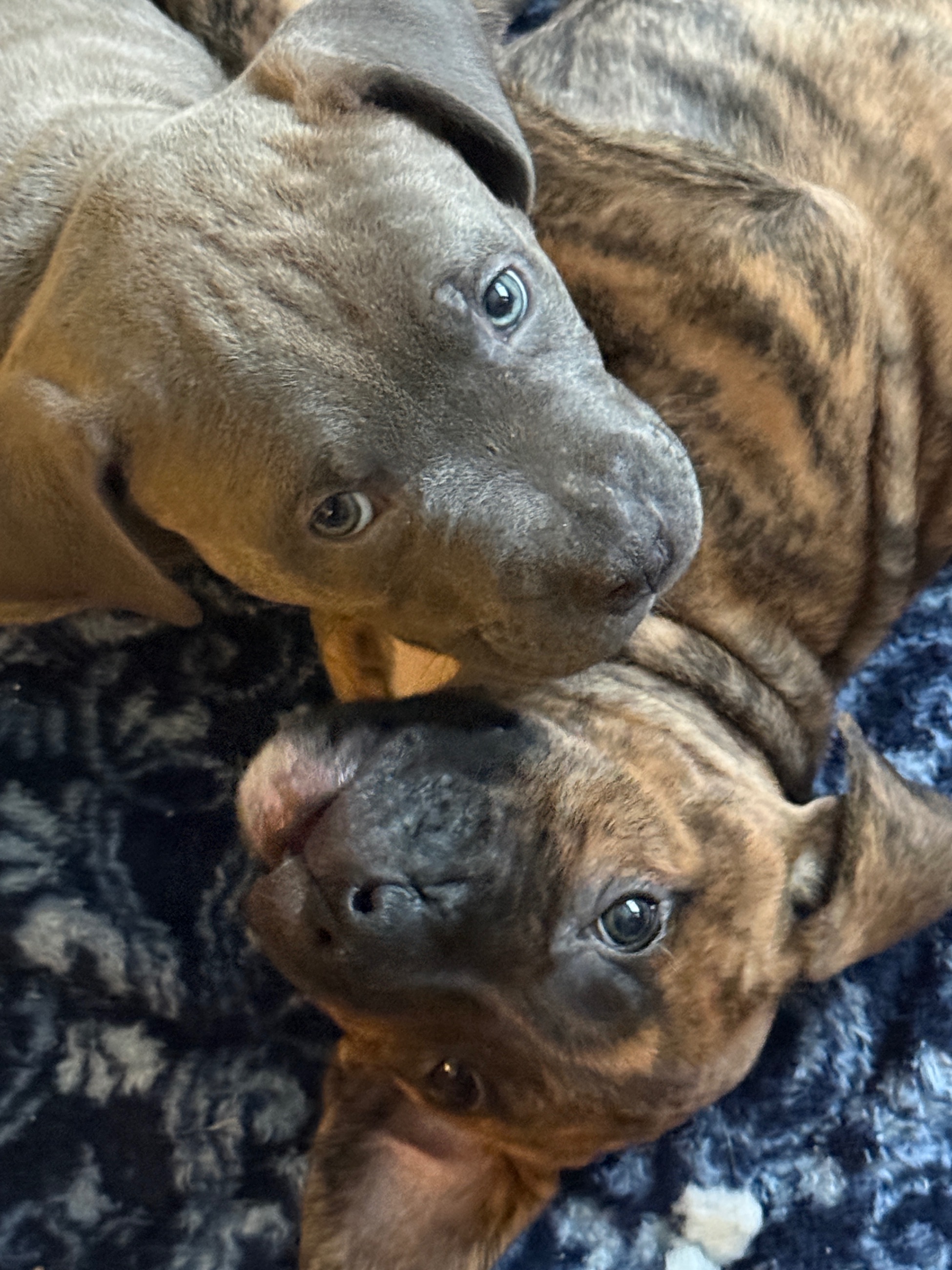 Photo of 7 week old American xl pitbulls