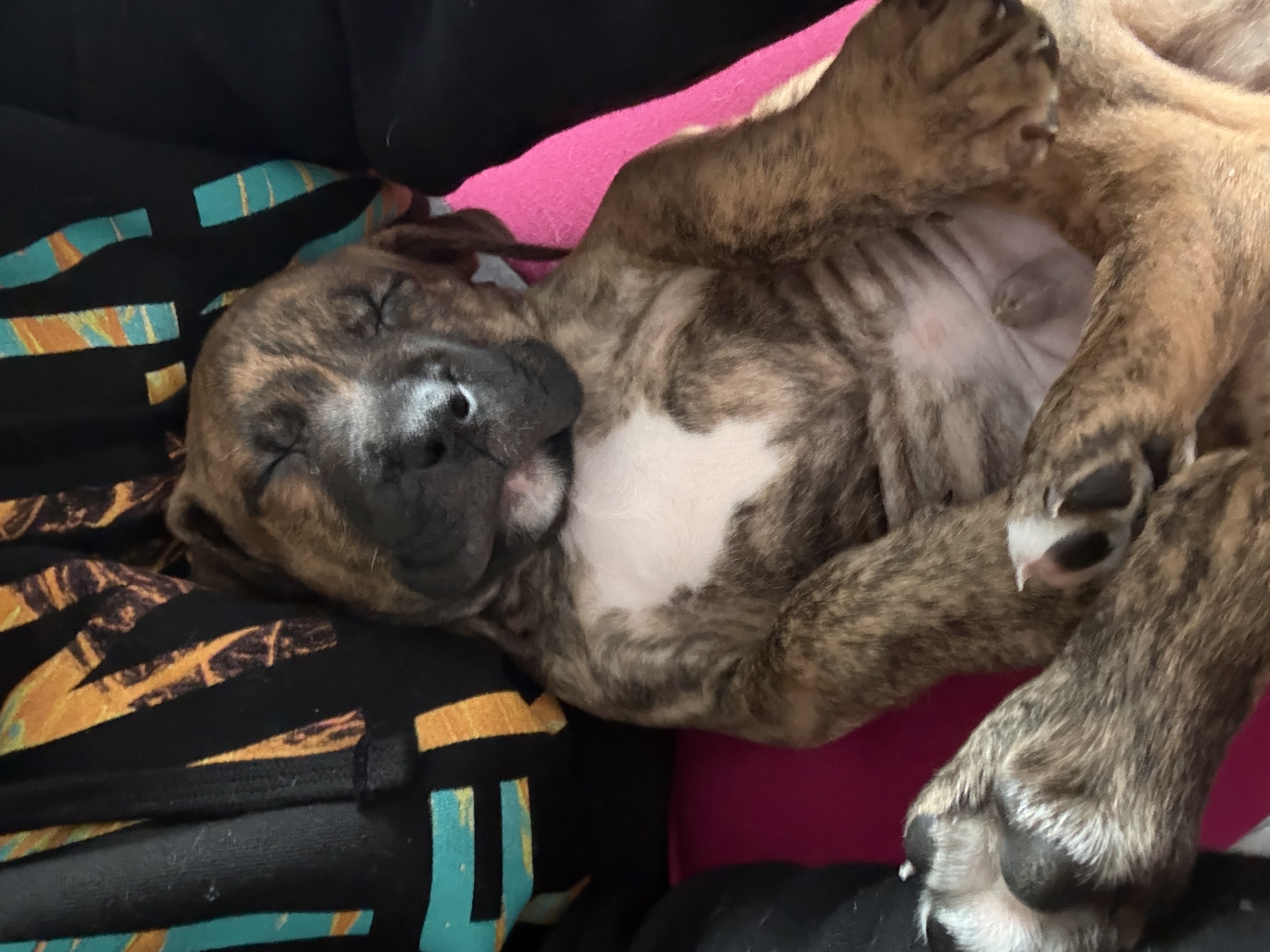 7 week old American xl pitbulls - 6 - 1766937785213_IMG_1420