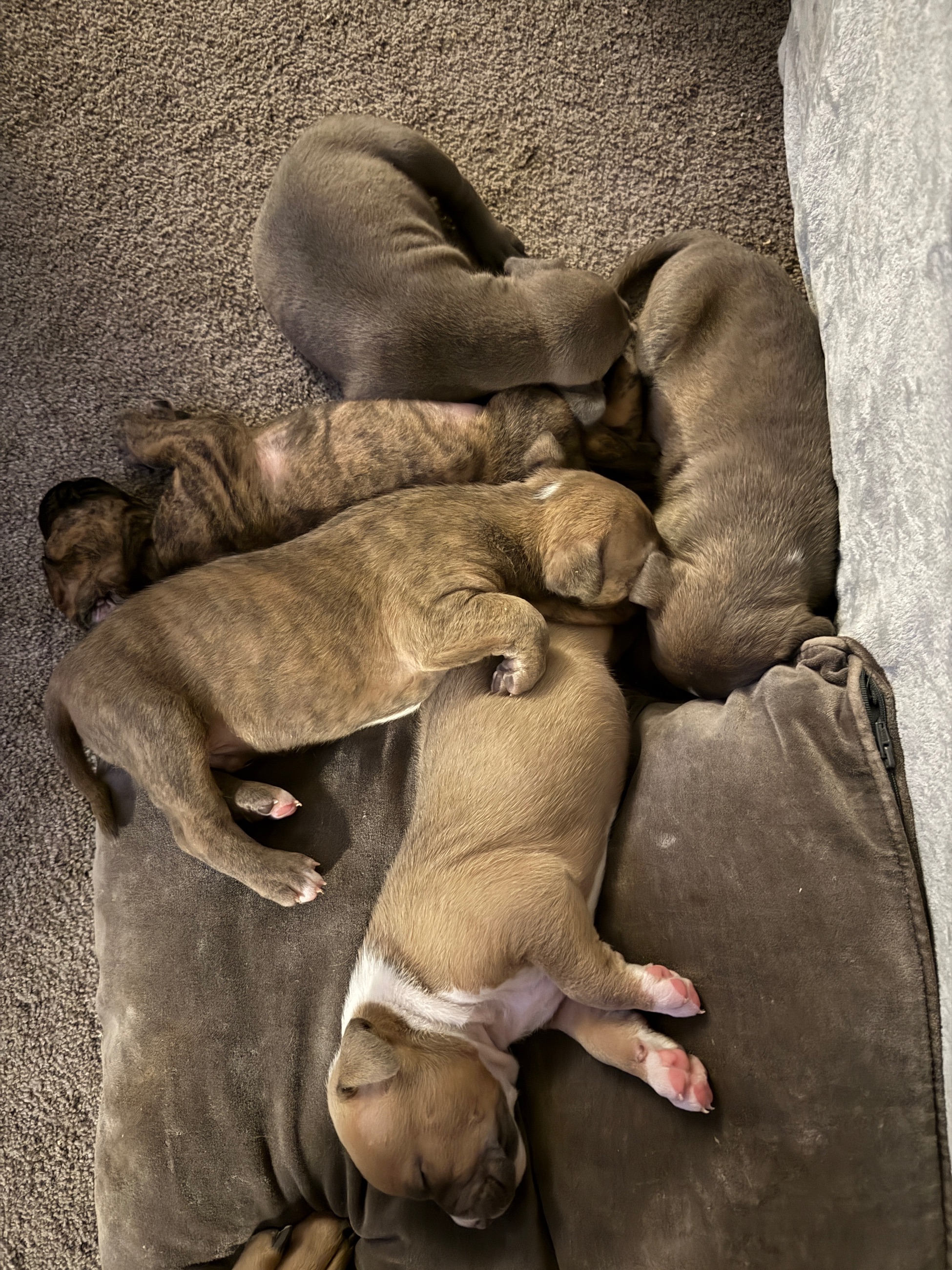 7 week old American xl pitbulls - 8 - 1766937785425_IMG_1288