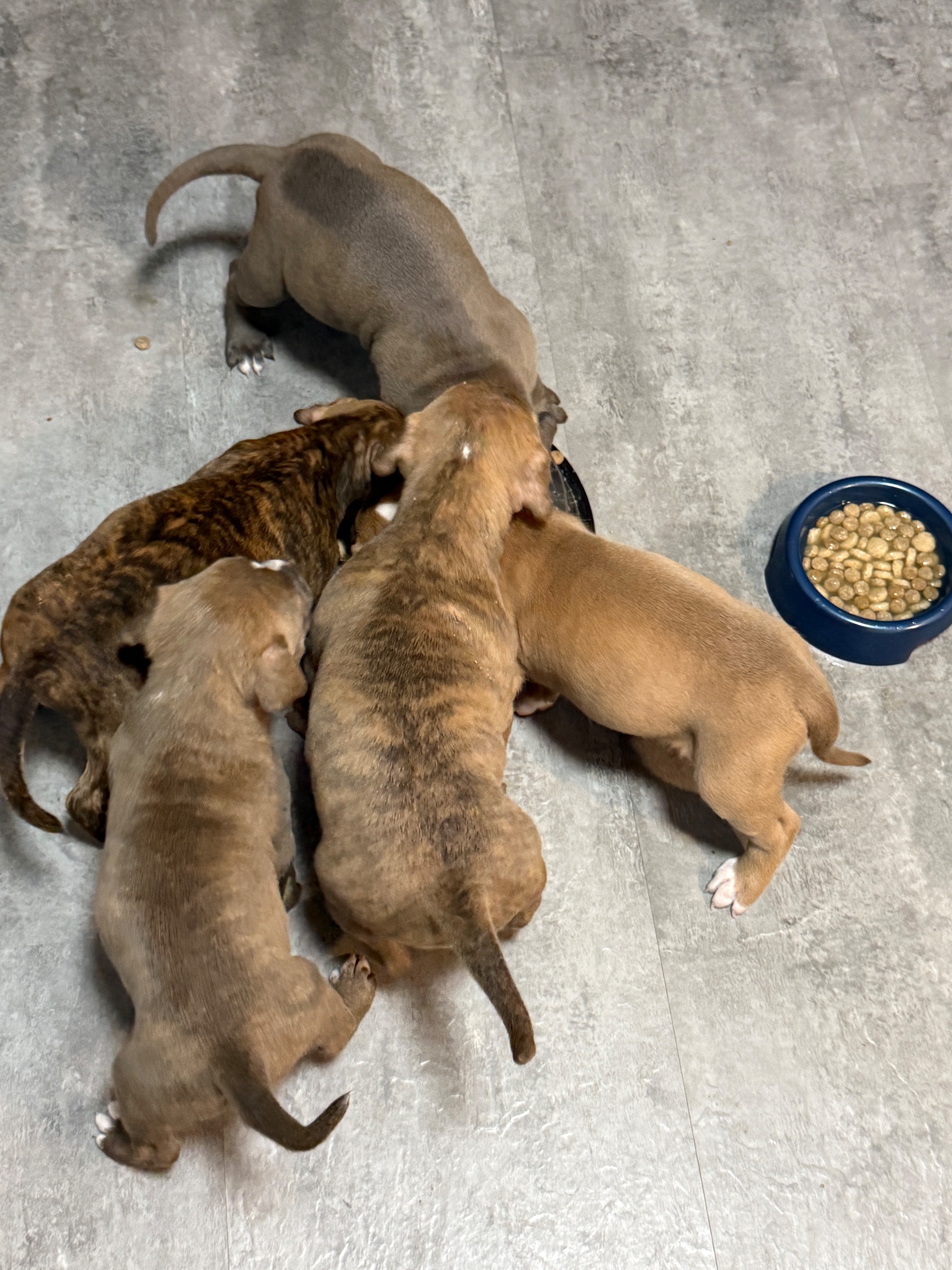 7 week old American xl pitbulls - 7 - 1766937785461_IMG_1345