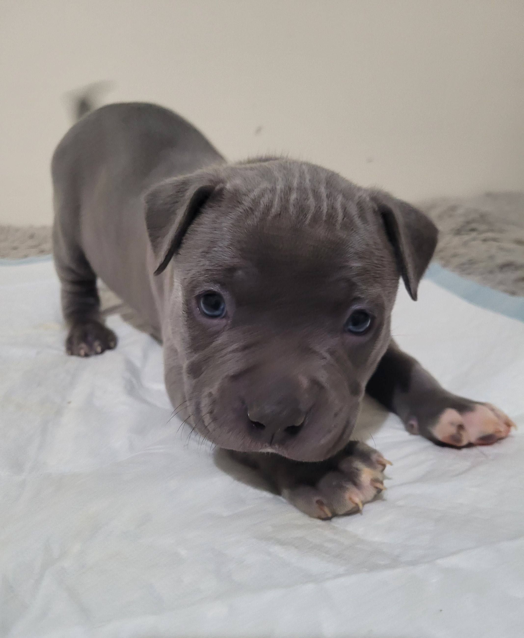 Blue nose American Staffordshire Terrier Puppies  - 2 - 1766952715382_20251222_174646