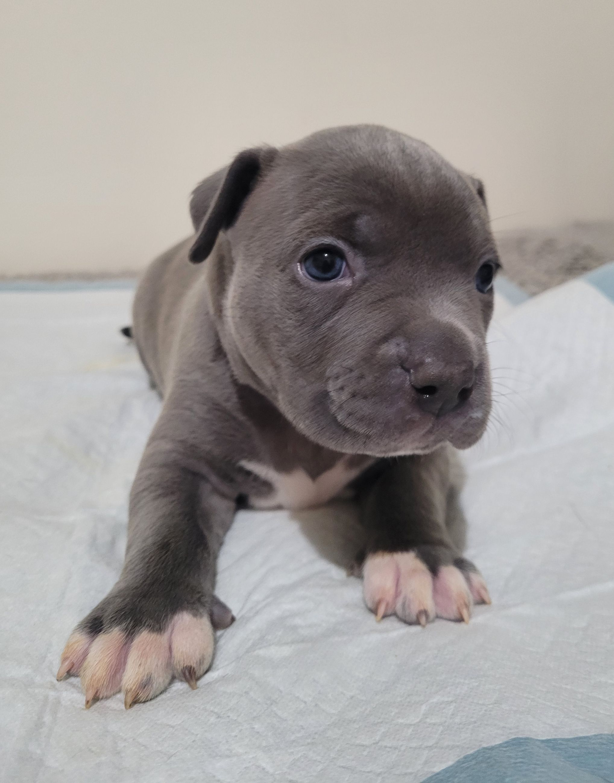 Blue nose American Staffordshire Terrier Puppies  - 1 - 1766952715450_20251222_175823