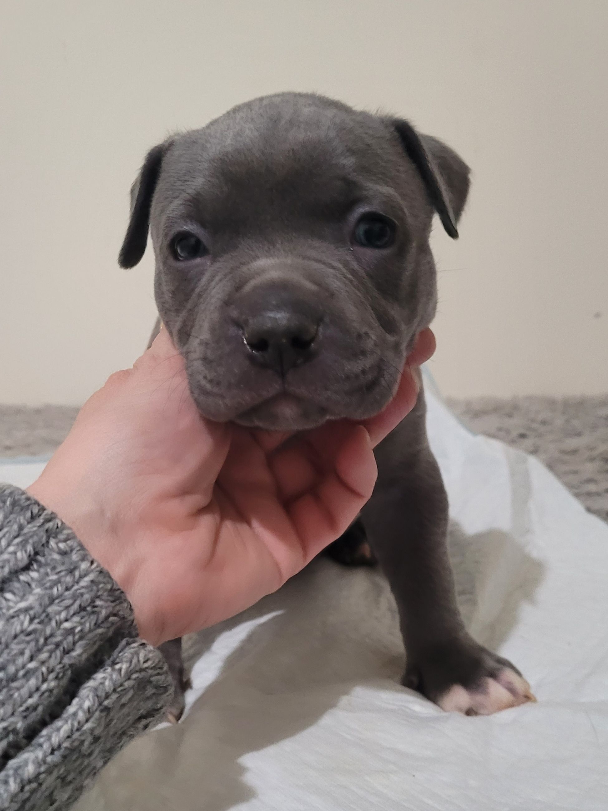 Blue nose American Staffordshire Terrier Puppies  - 3 - 1766952715607_20251222_174624