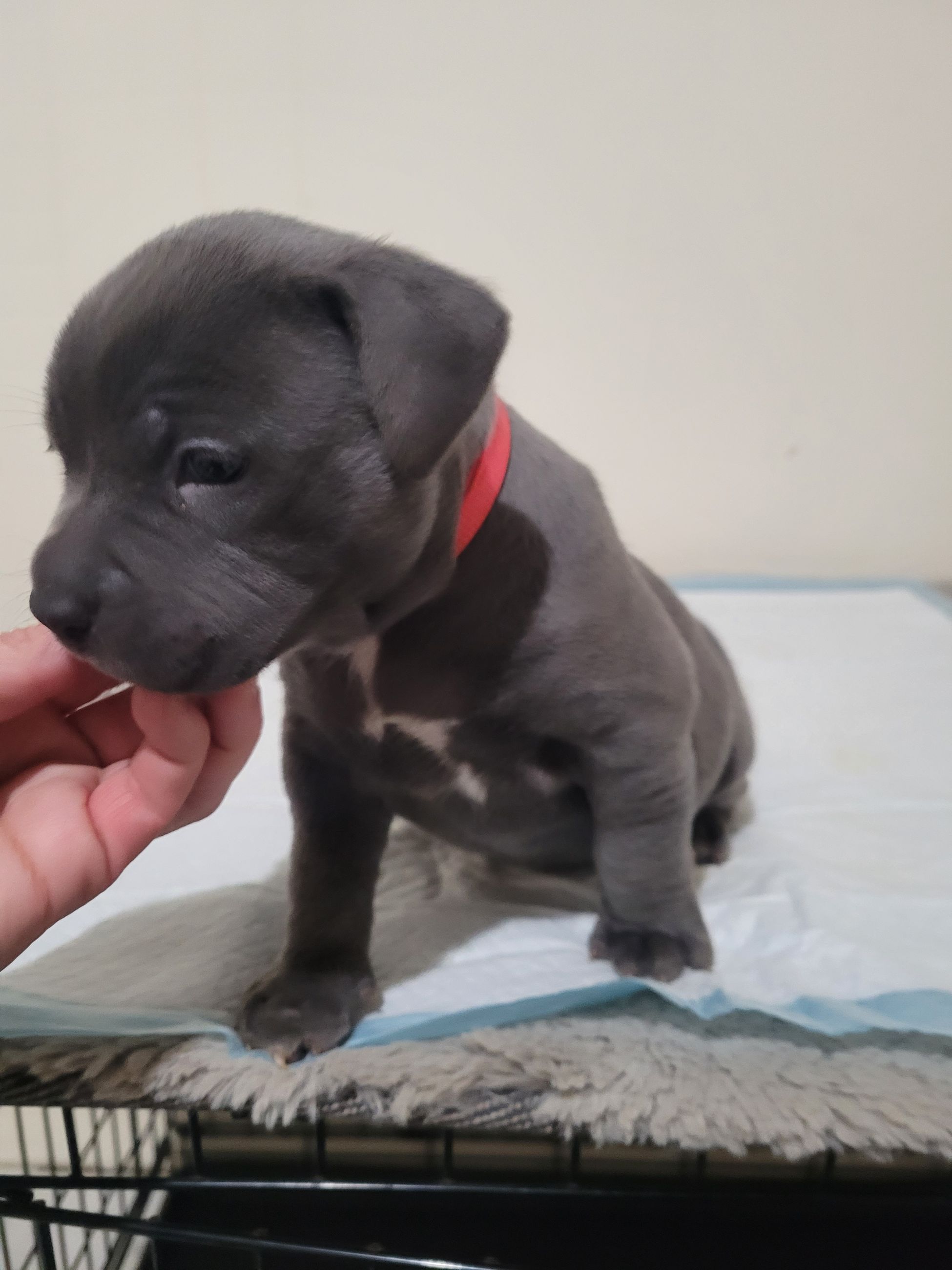 Blue nose American Staffordshire Terrier Puppies  - 6 - 1766952715631_20251222_172801