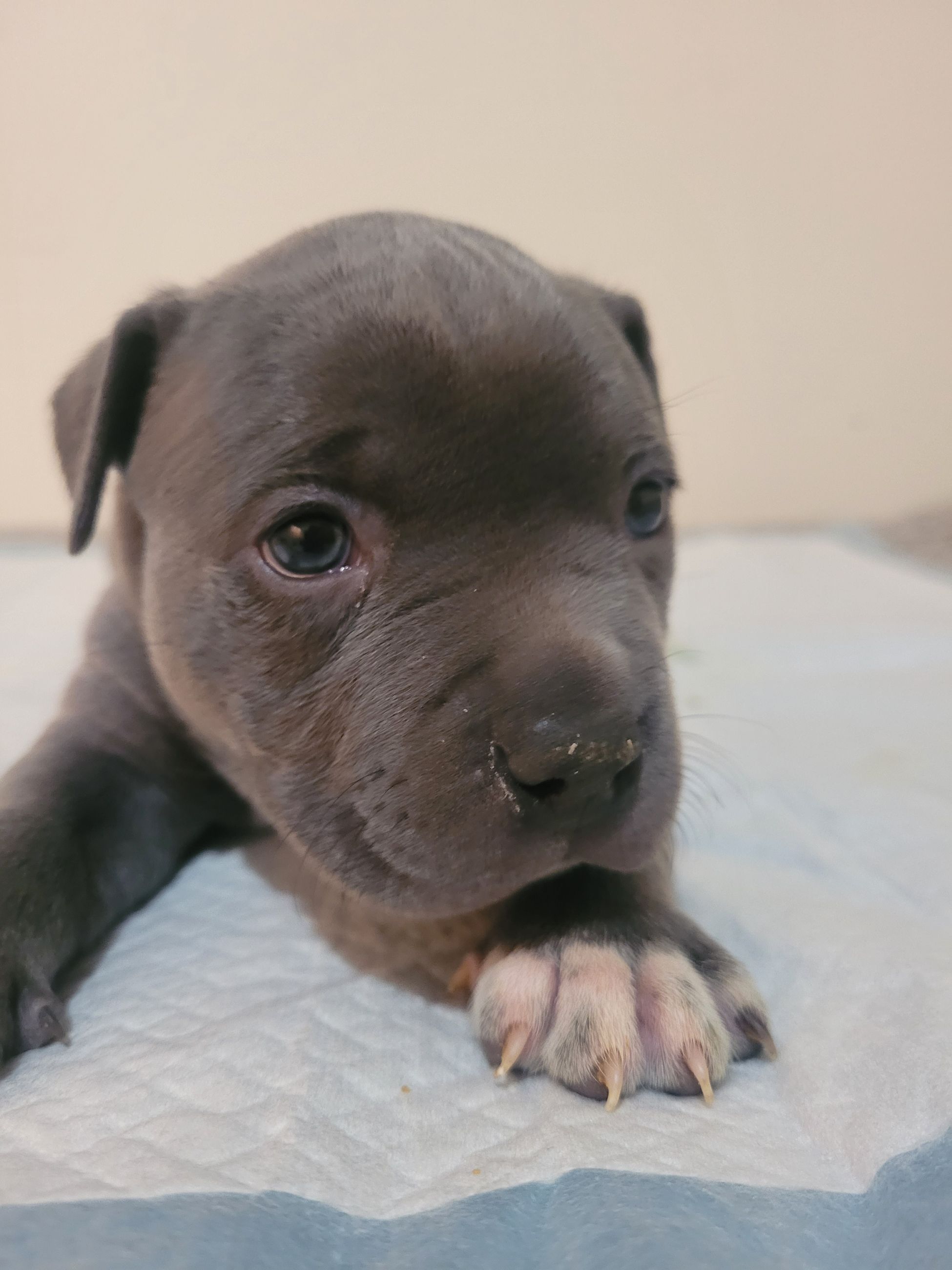 Blue nose American Staffordshire Terrier Puppies  - 8 - 1766952715637_20251221_191114
