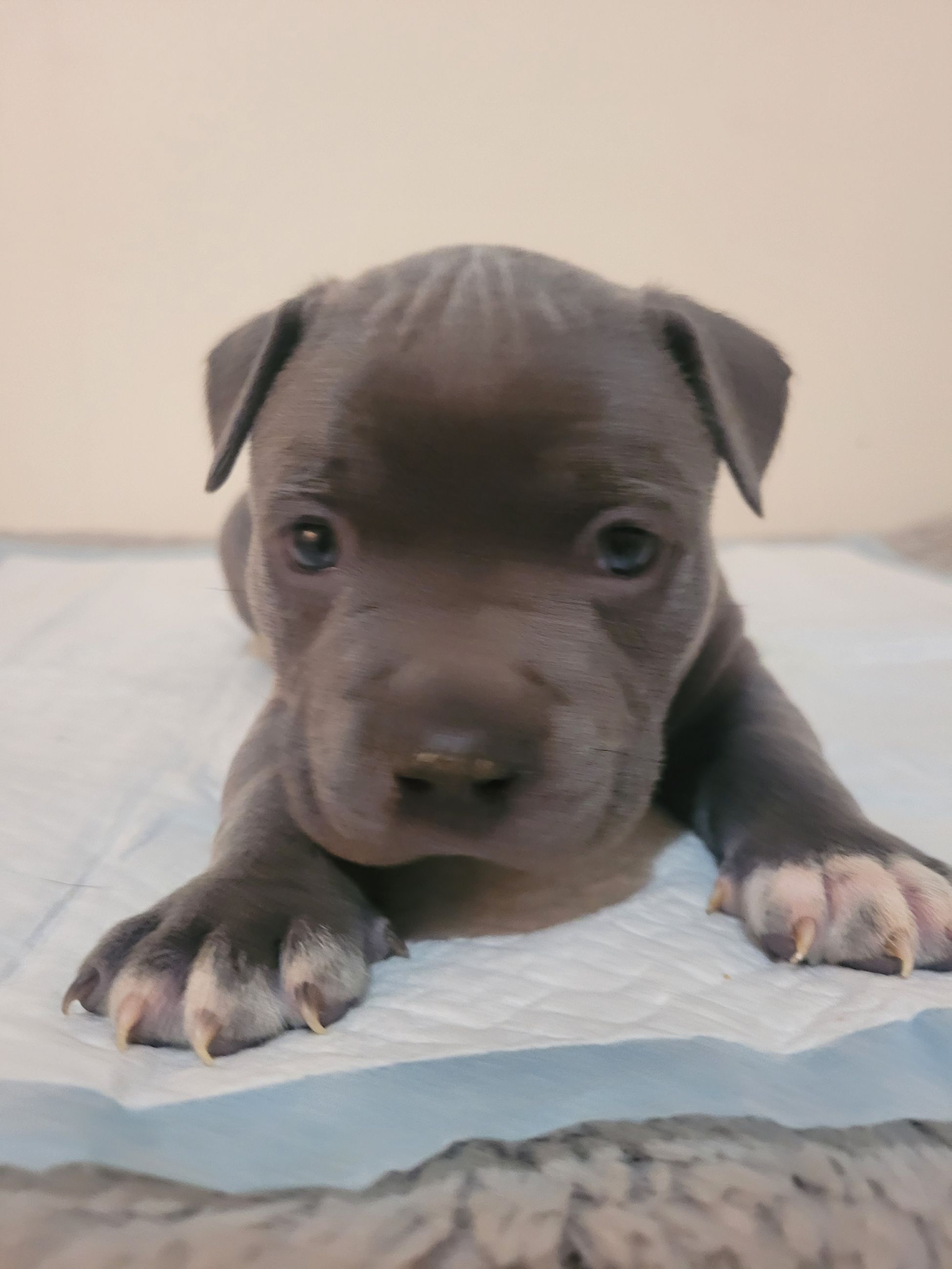 Blue nose American Staffordshire Terrier Puppies  - 7 - 1766952715802_20251221_191121